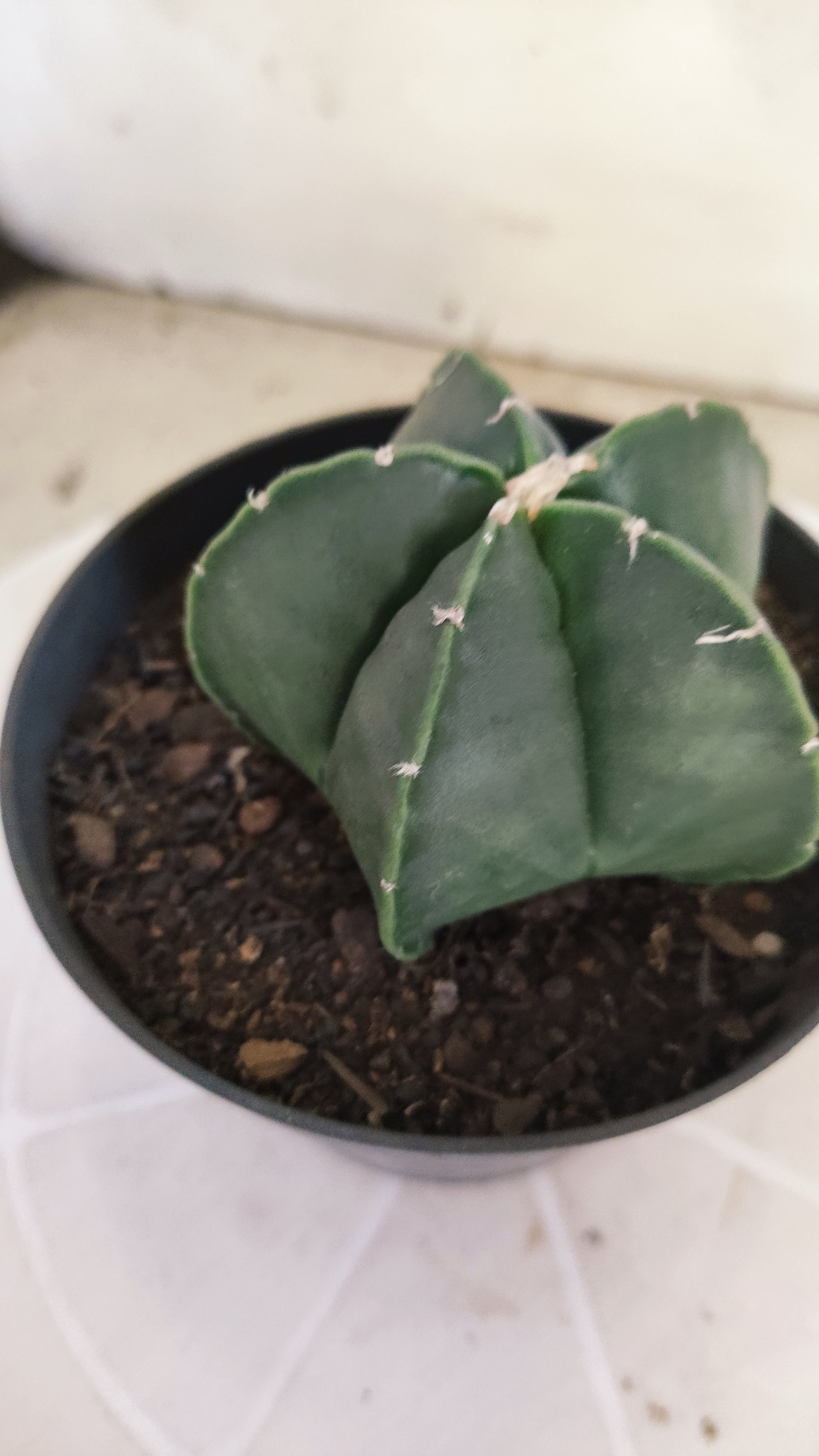 ASTROPHYTUM Myriostigma "Nudum" Nº 1257 – vaso 11
