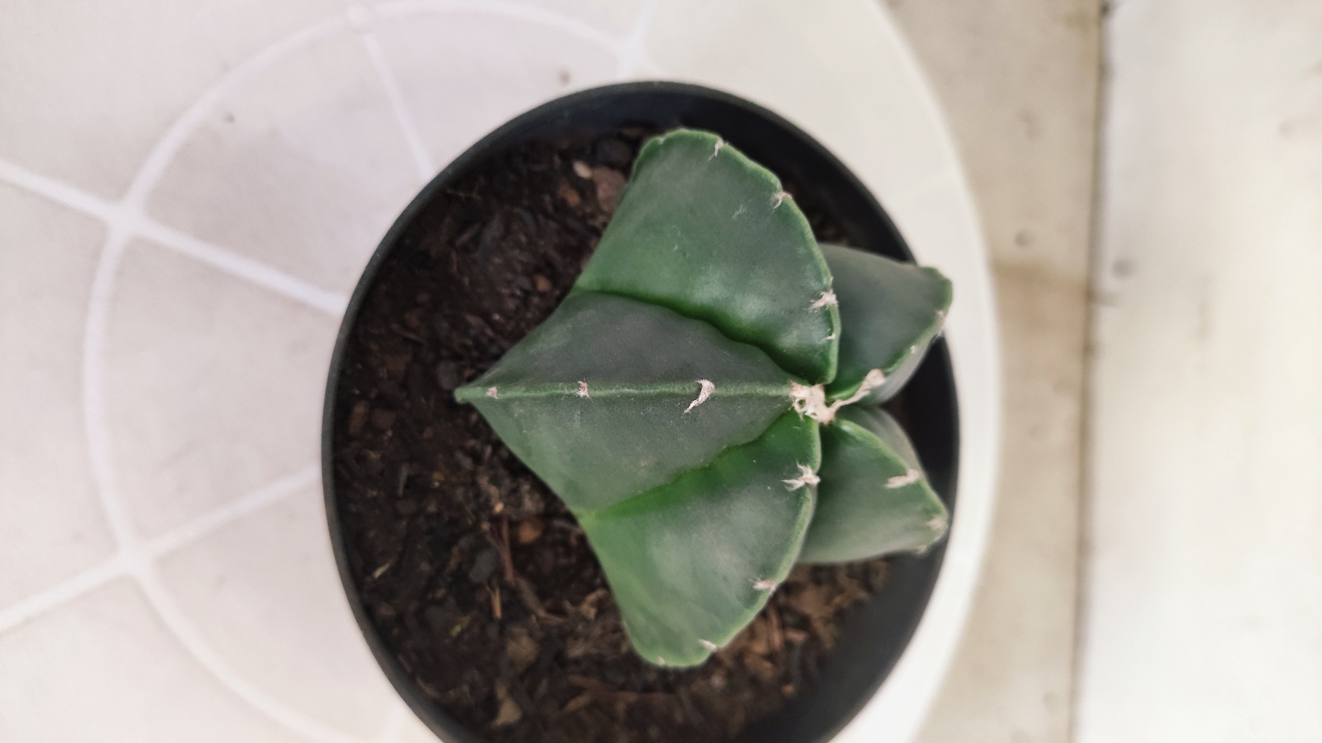ASTROPHYTUM Myriostigma "Nudum" Nº 1257 – vaso 11