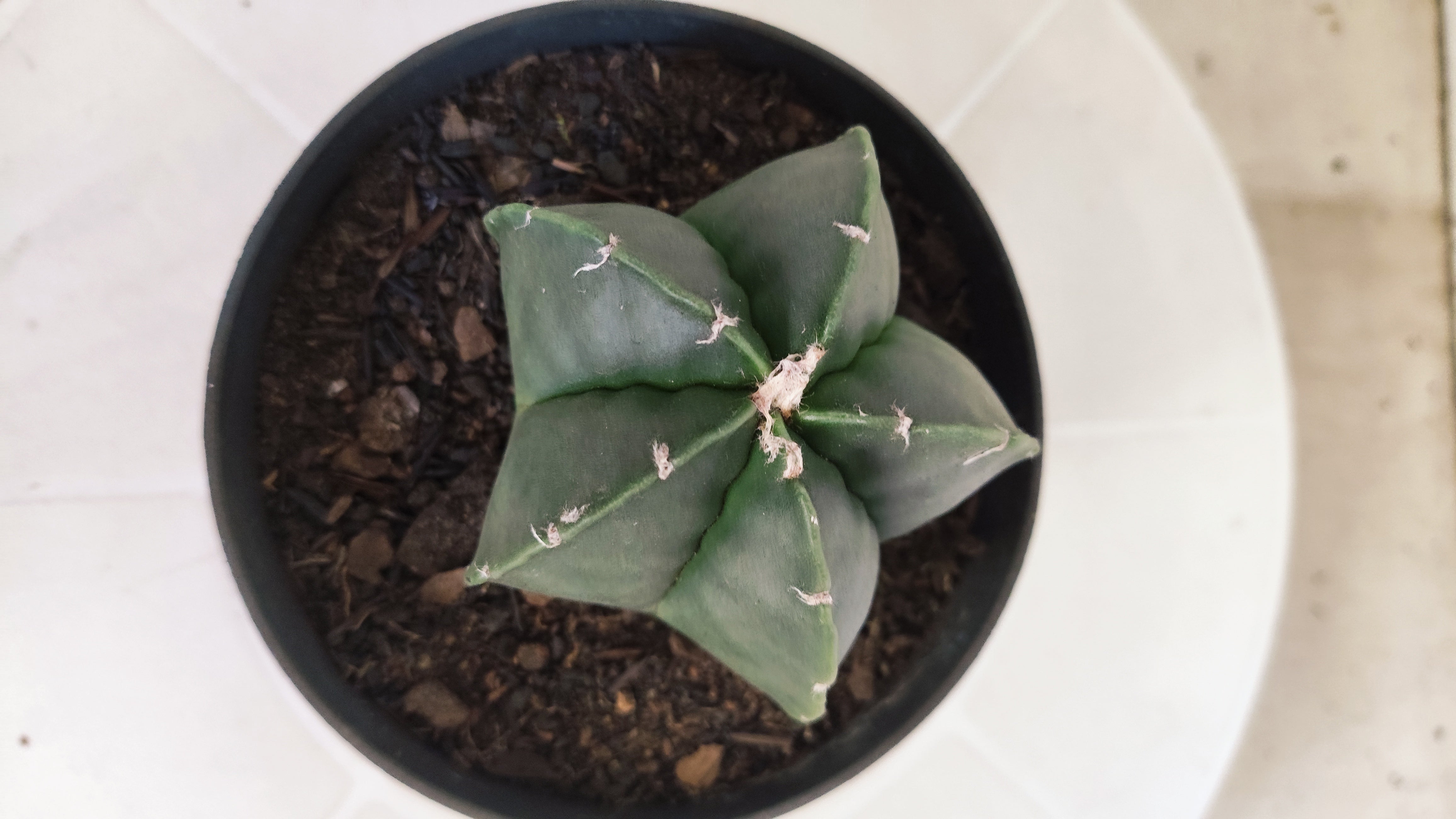 ASTROPHYTUM Myriostigma "Nudum" Nº 1257 – vaso 11