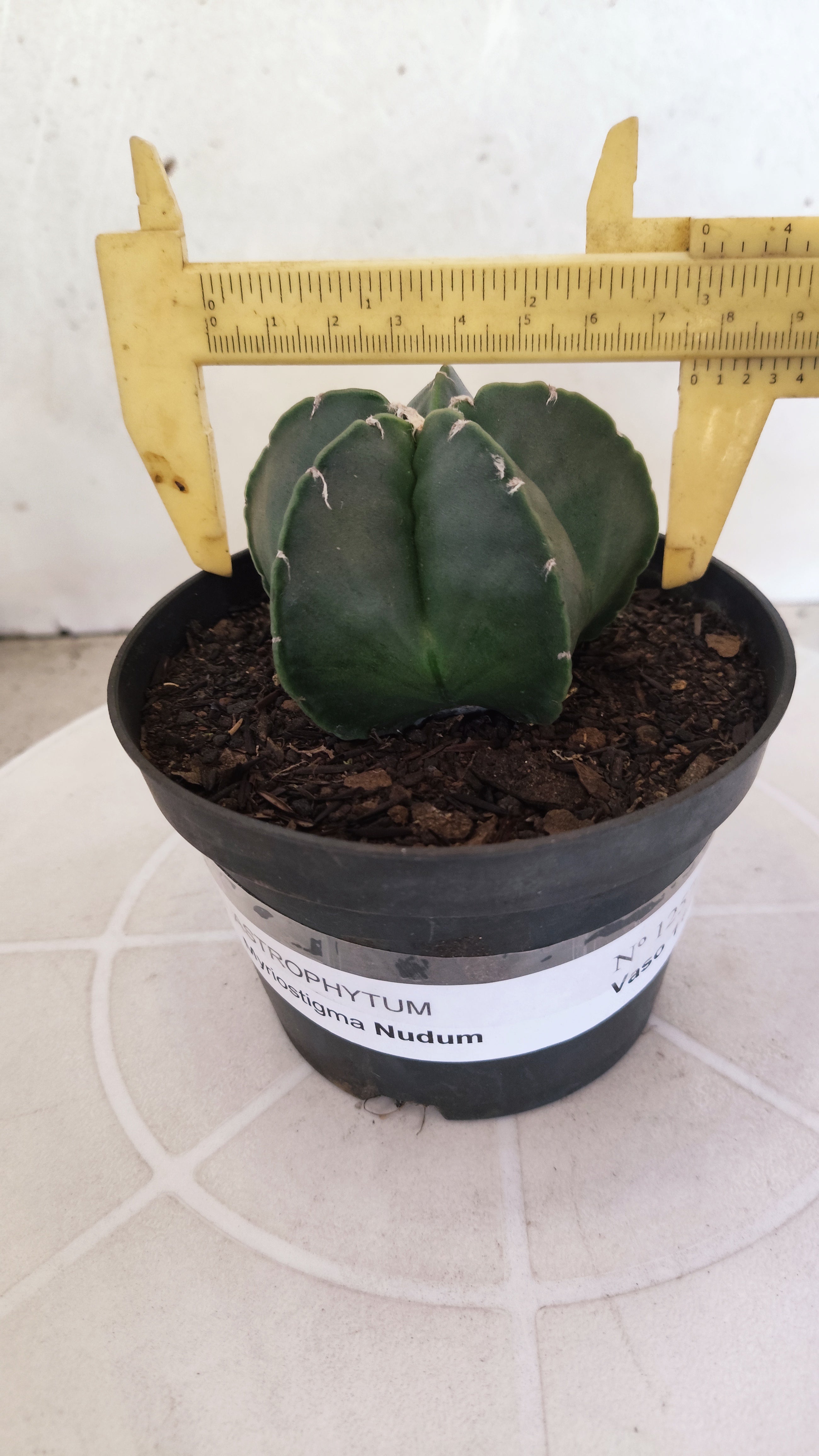 ASTROPHYTUM Myriostigma "Nudum" Nº 1257 – vaso 11
