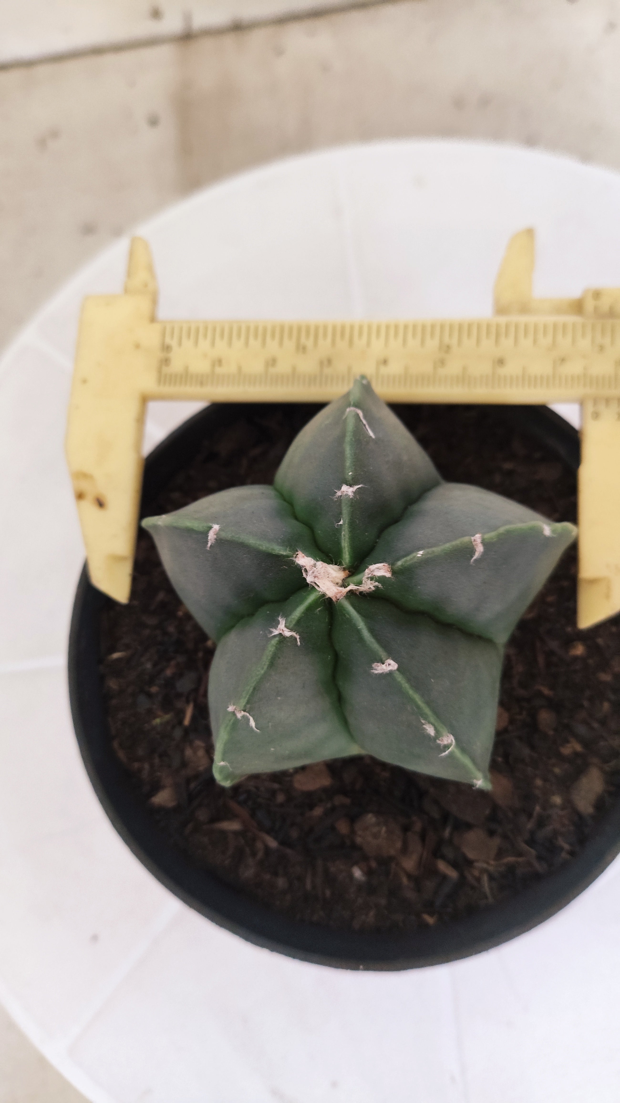 ASTROPHYTUM Myriostigma "Nudum" Nº 1257 – vaso 11