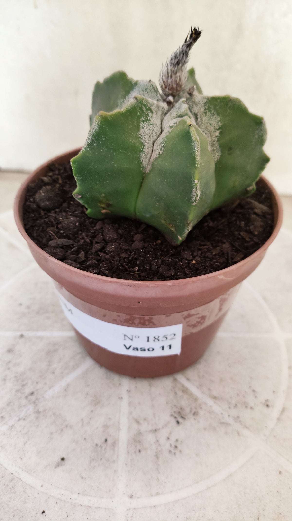 ASTROPHYTUM Myriostigma  Nº 1852 – vaso 11