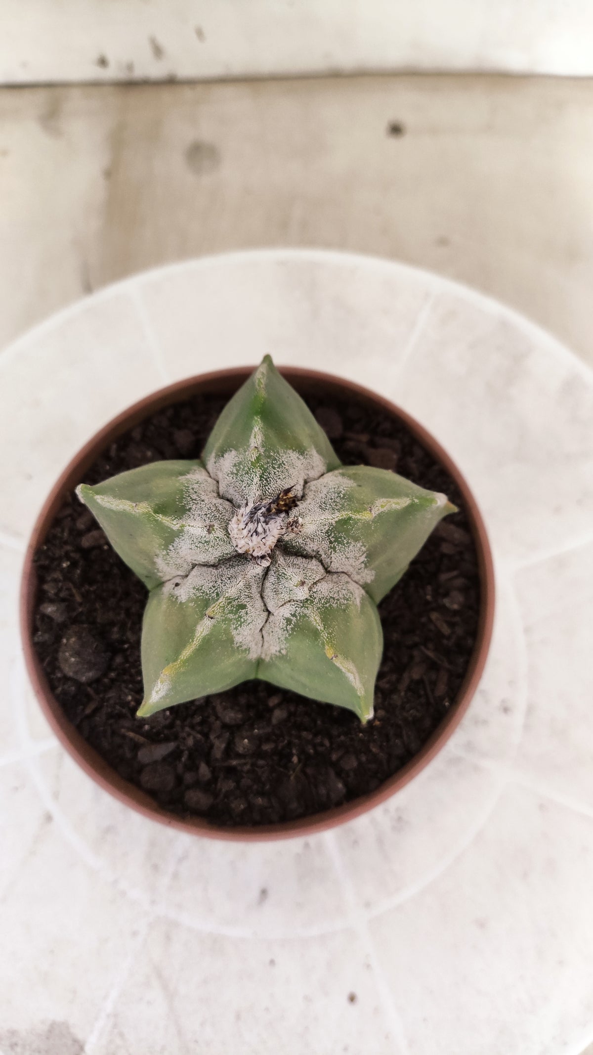 ASTROPHYTUM Myriostigma  Nº 1852 – vaso 11