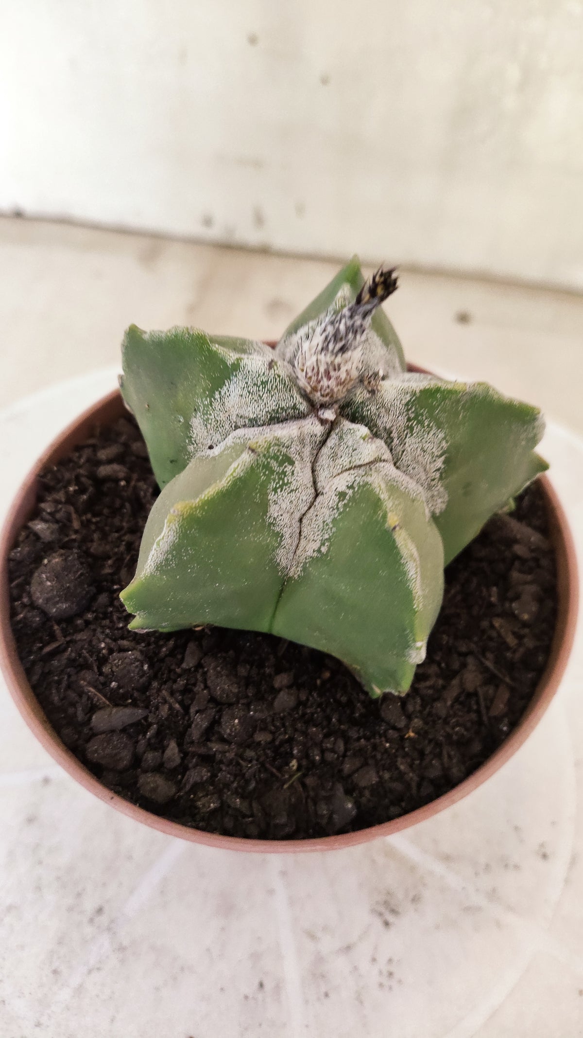ASTROPHYTUM Myriostigma  Nº 1852 – vaso 11