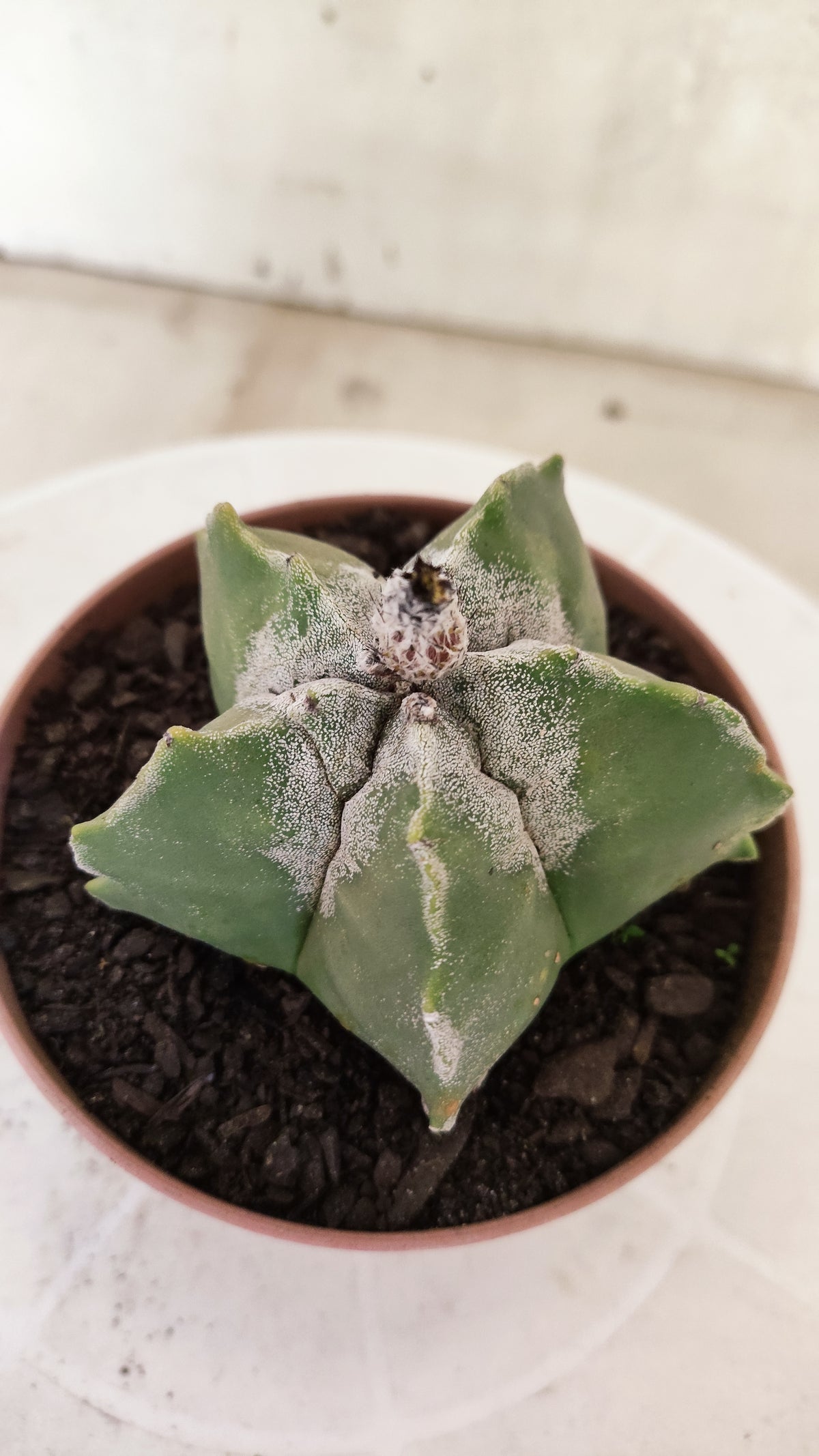 ASTROPHYTUM Myriostigma  Nº 1852 – vaso 11