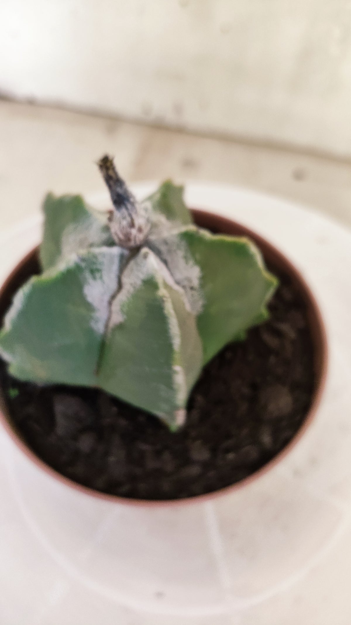 ASTROPHYTUM Myriostigma  Nº 1852 – vaso 11