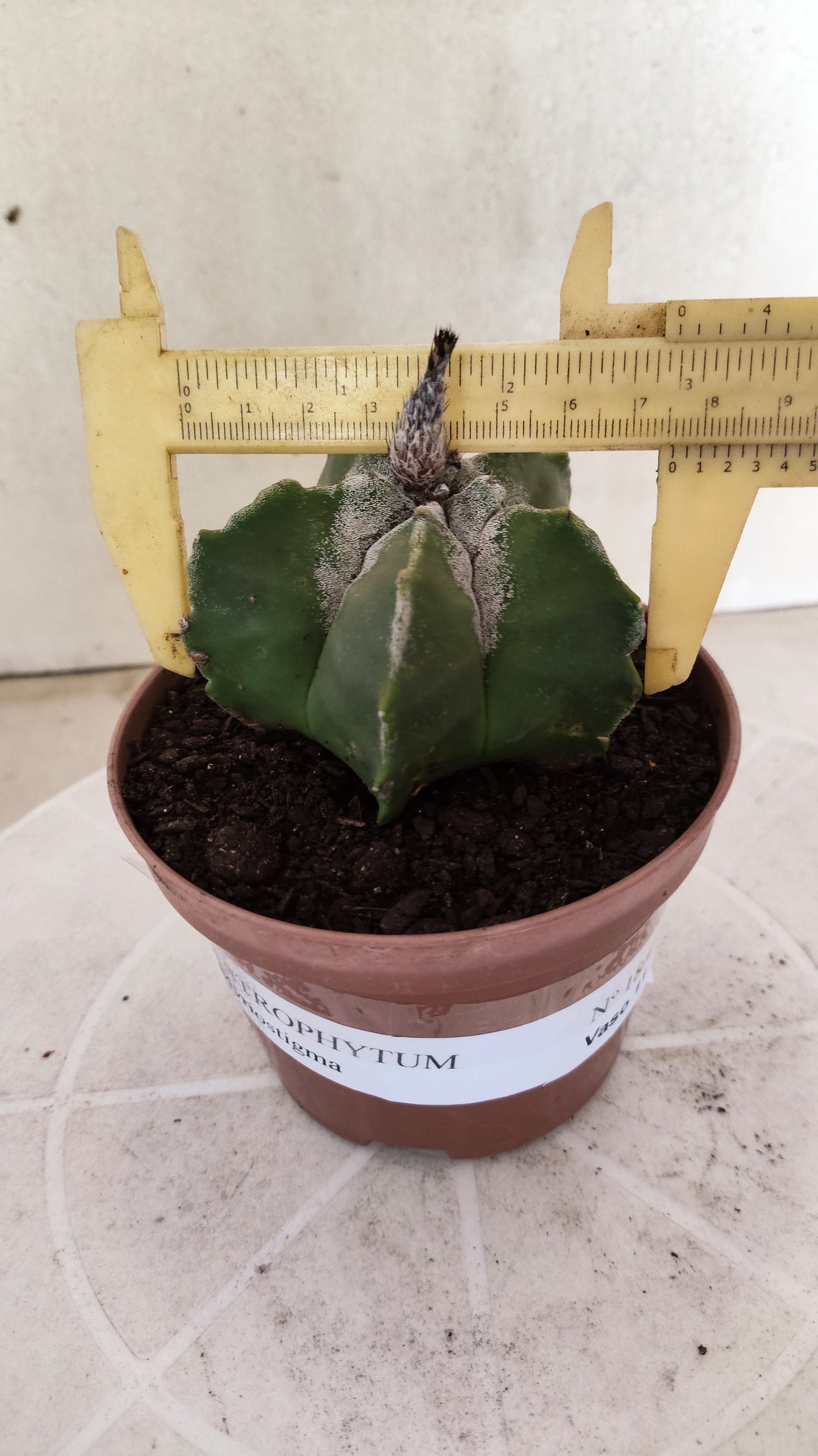 ASTROPHYTUM Myriostigma  Nº 1852 – vaso 11
