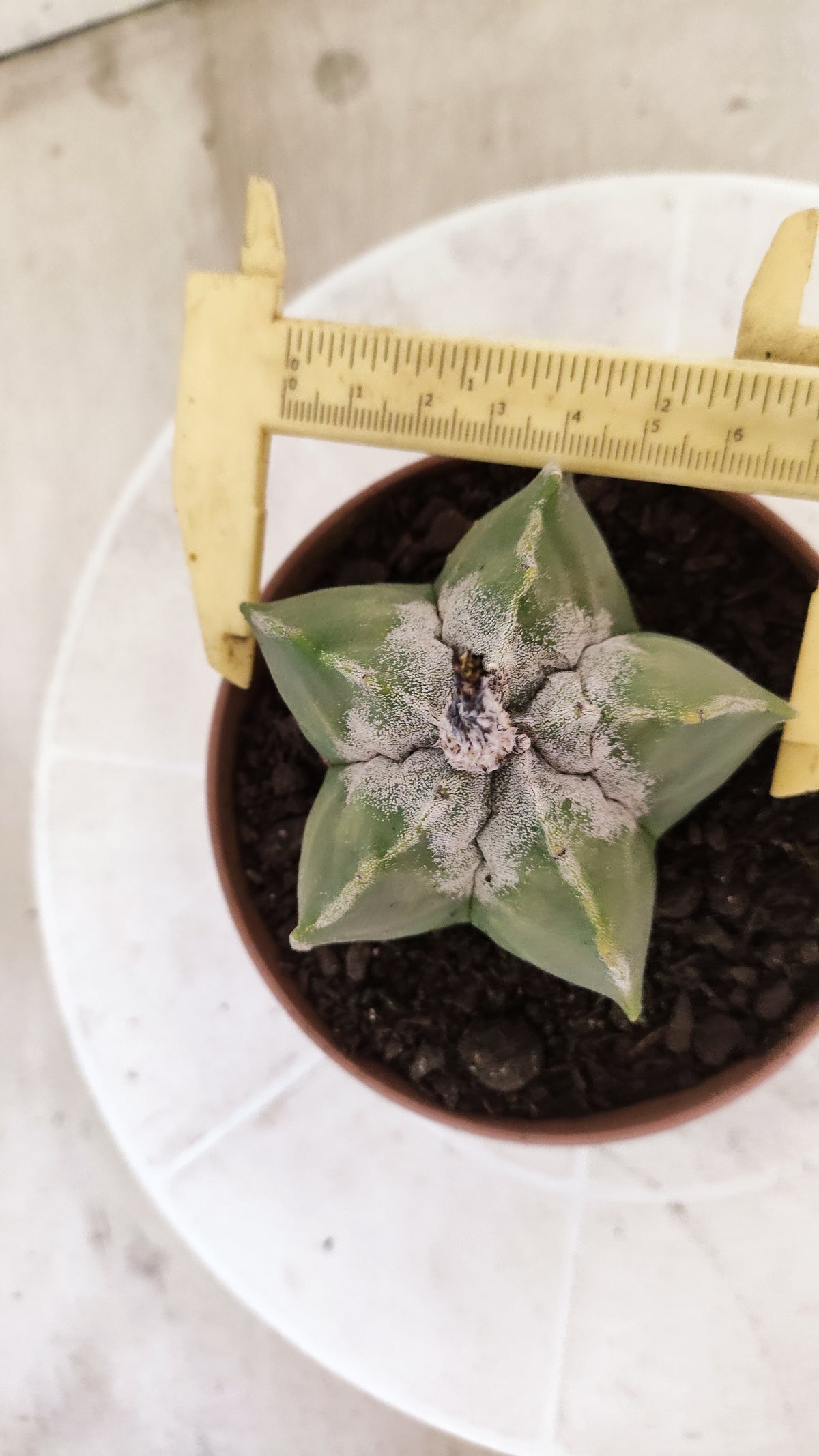 ASTROPHYTUM Myriostigma  Nº 1852 – vaso 11