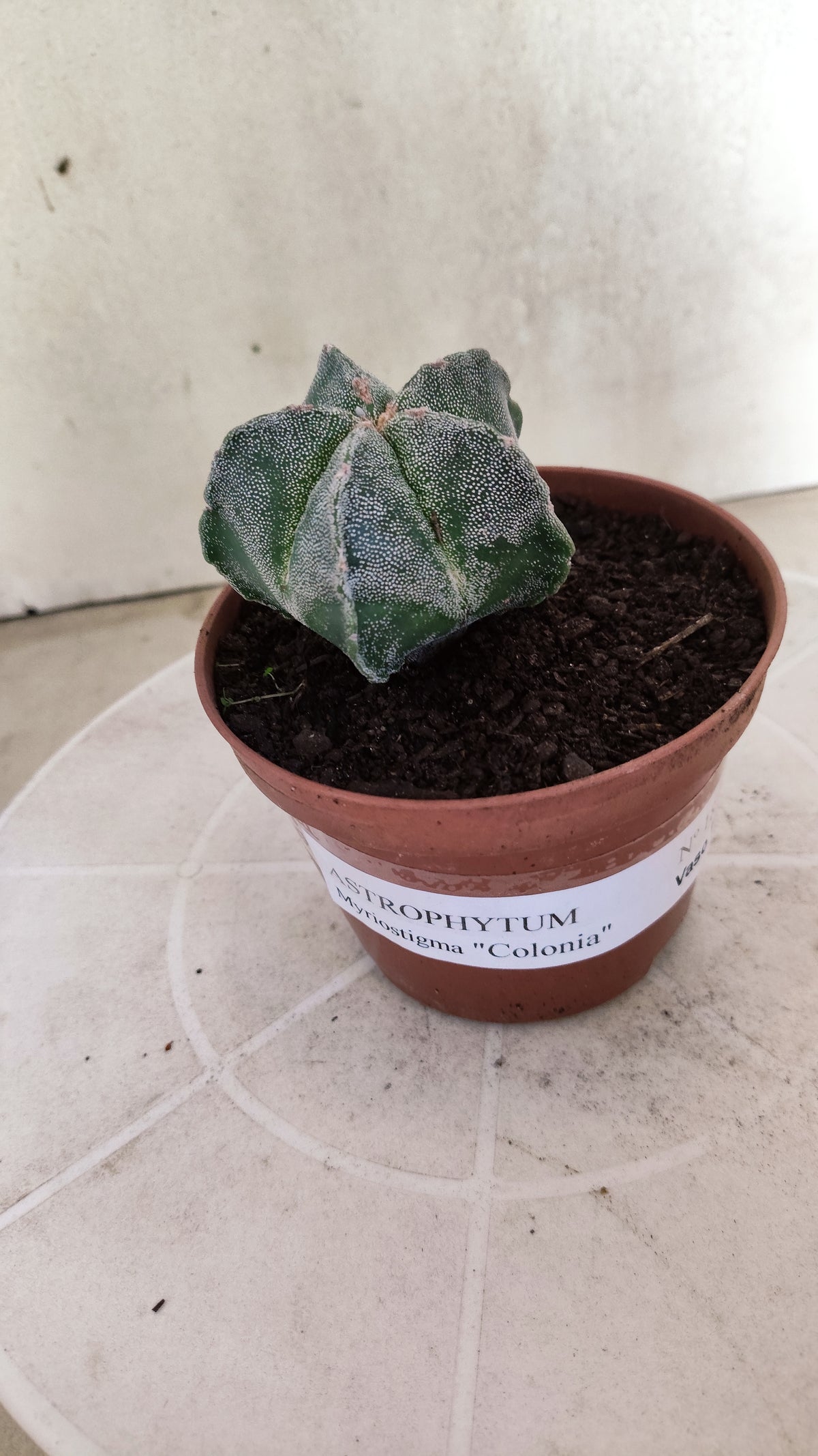 ASTROPHYTUM Myriostigma  Nº 1853 – vaso 11