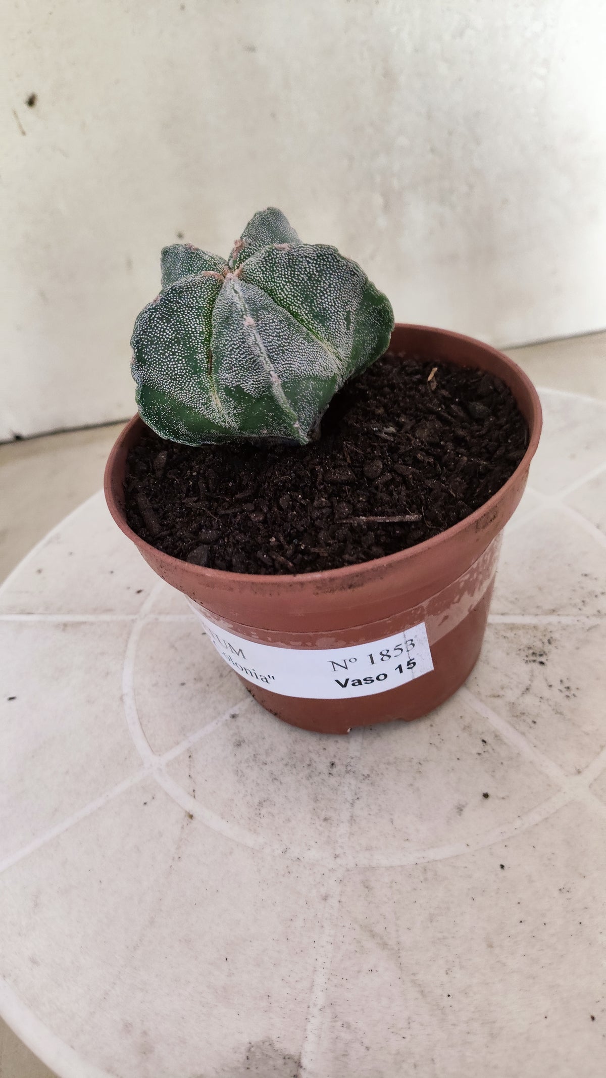 ASTROPHYTUM Myriostigma  Nº 1853 – vaso 11