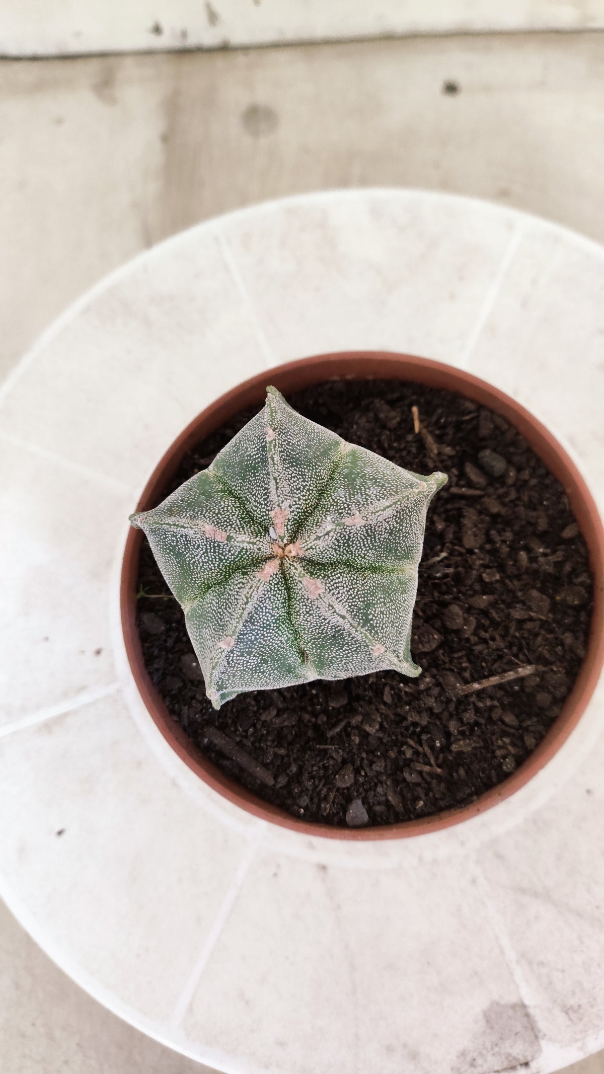 ASTROPHYTUM Myriostigma  Nº 1853 – vaso 11