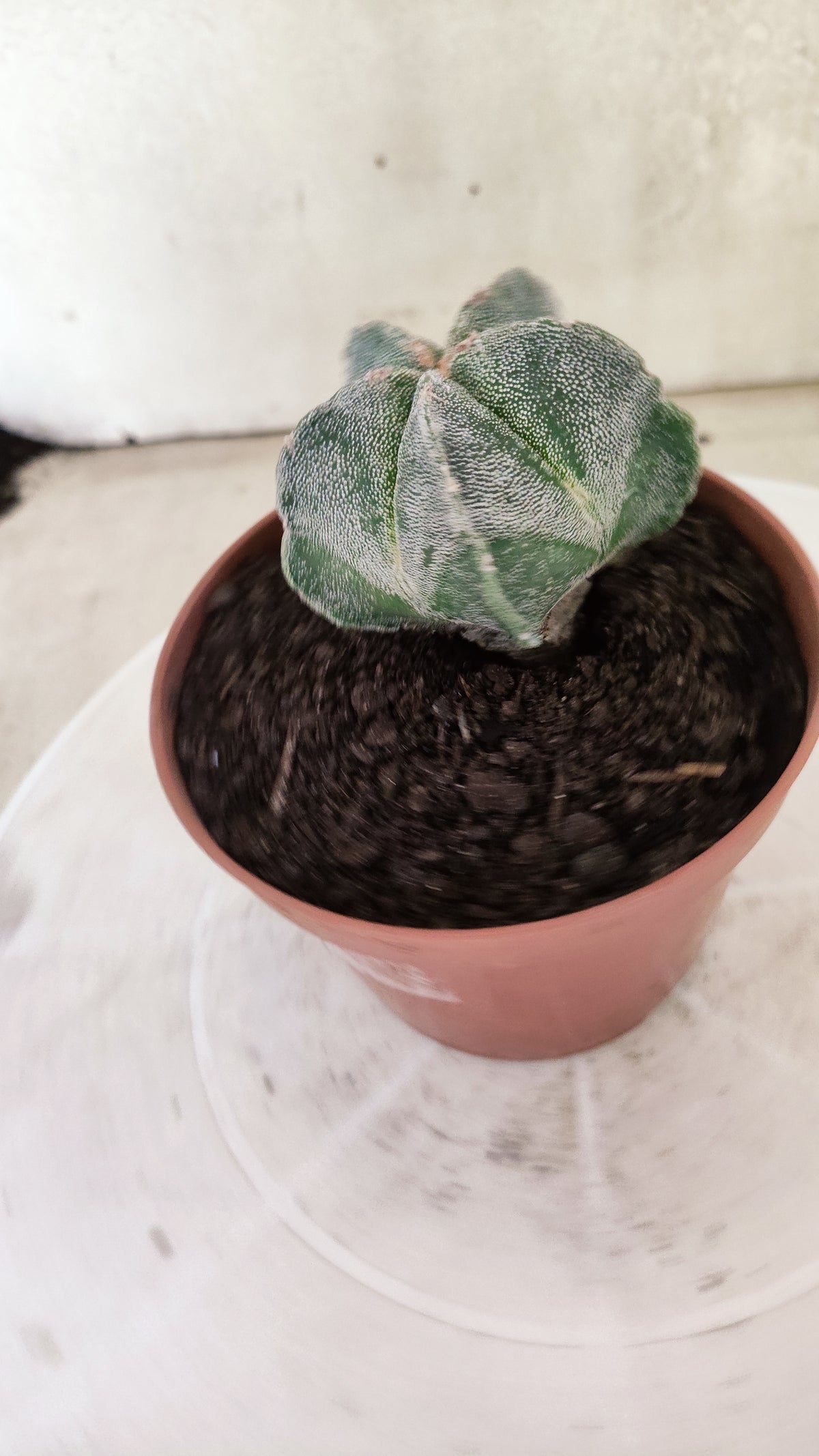 ASTROPHYTUM Myriostigma  Nº 1853 – vaso 11