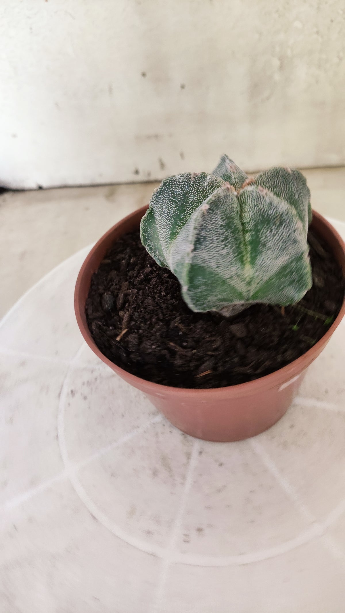 ASTROPHYTUM Myriostigma  Nº 1853 – vaso 11