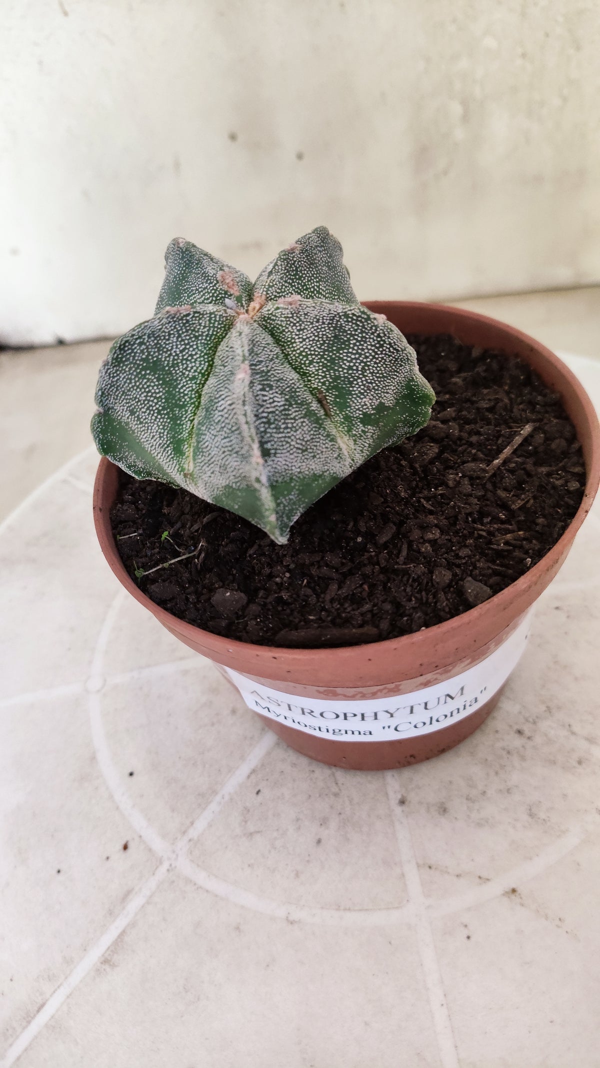 ASTROPHYTUM Myriostigma  Nº 1853 – vaso 11