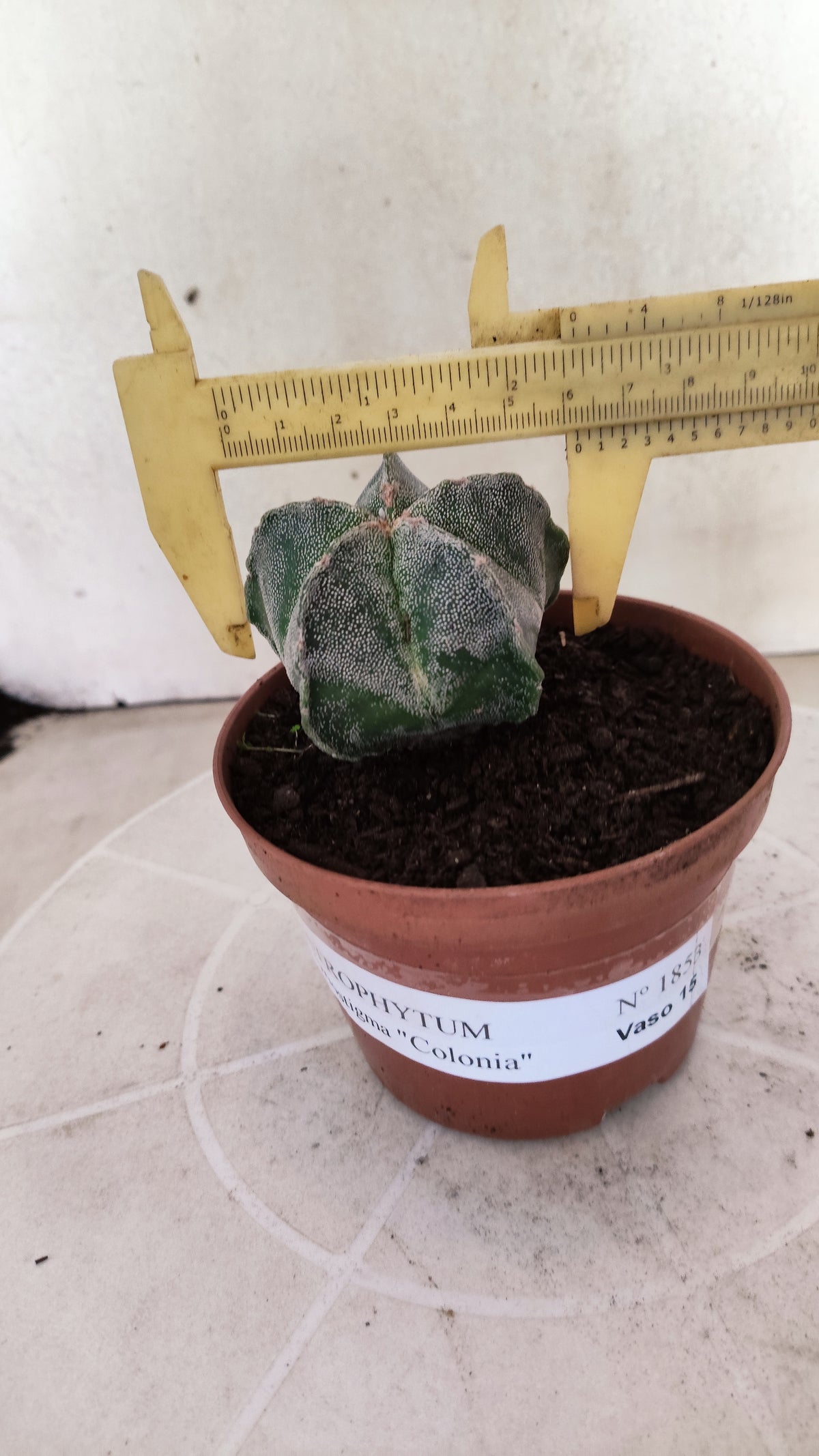 ASTROPHYTUM Myriostigma  Nº 1853 – vaso 11