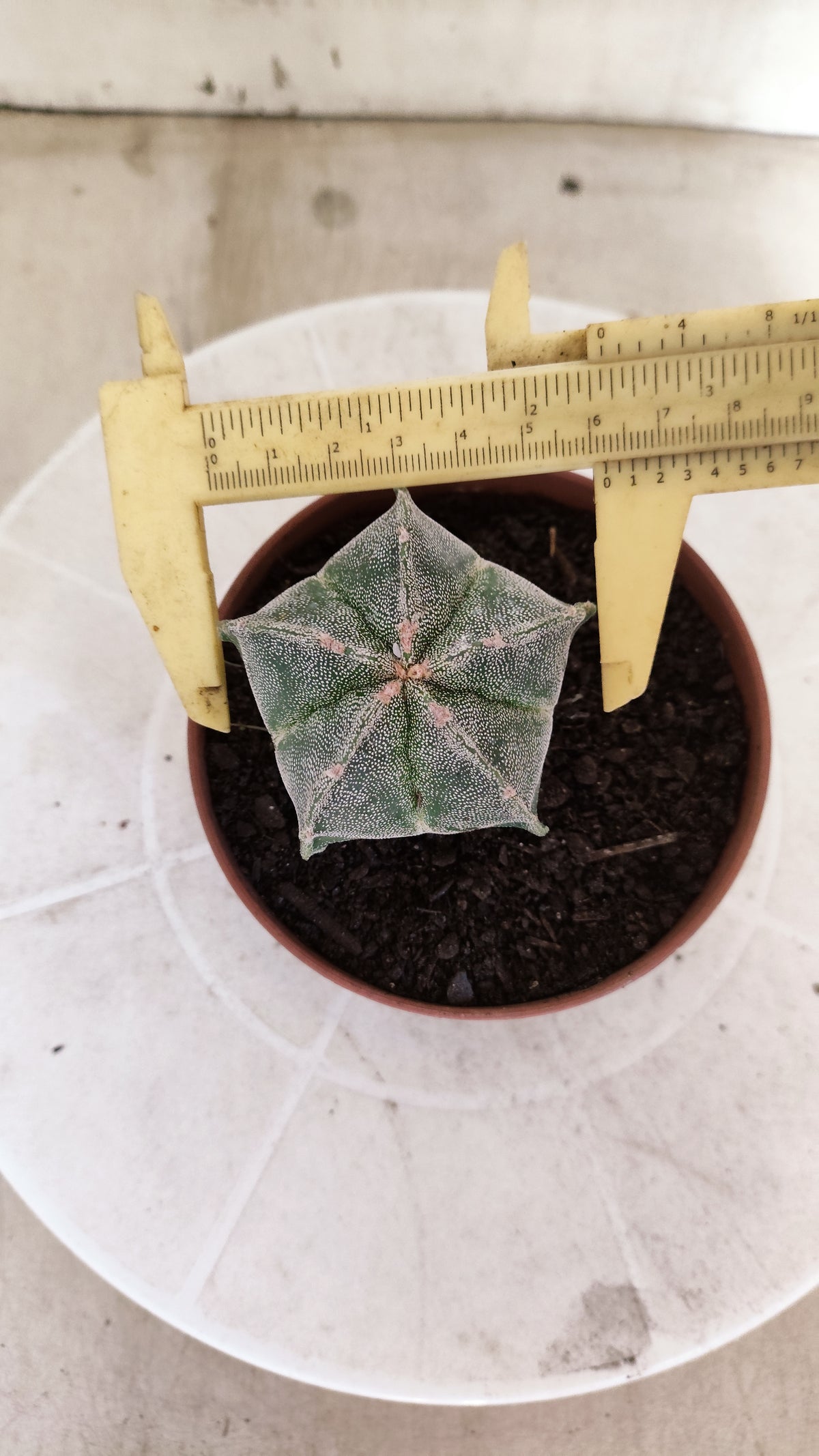 ASTROPHYTUM Myriostigma  Nº 1853 – vaso 11