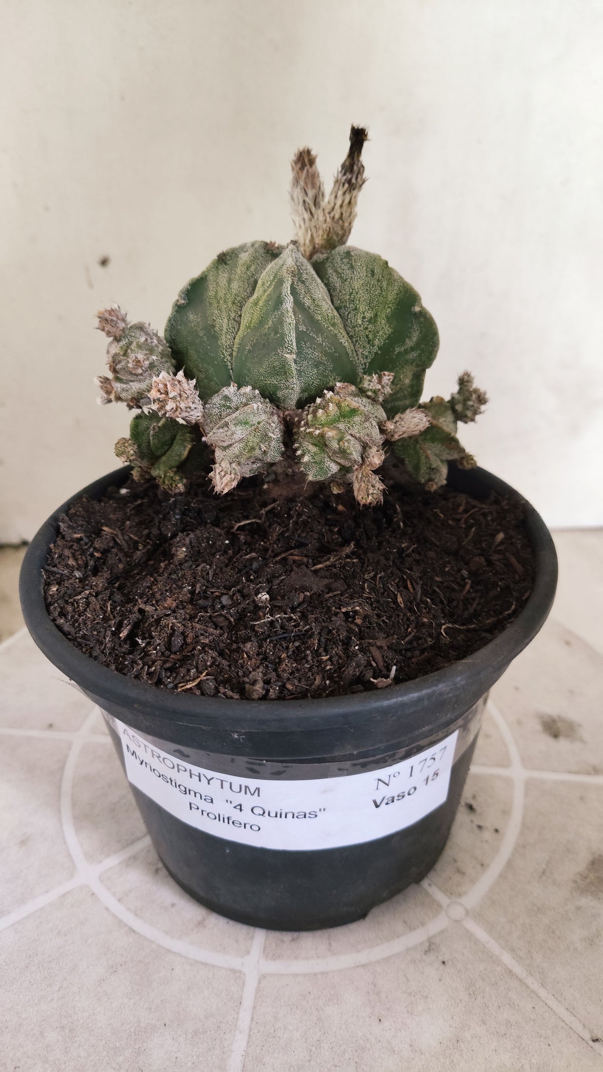 ASTROPHYTUM Myriostigma  4 Quinas "COLONIA"  Nº 1757 – vaso 15
