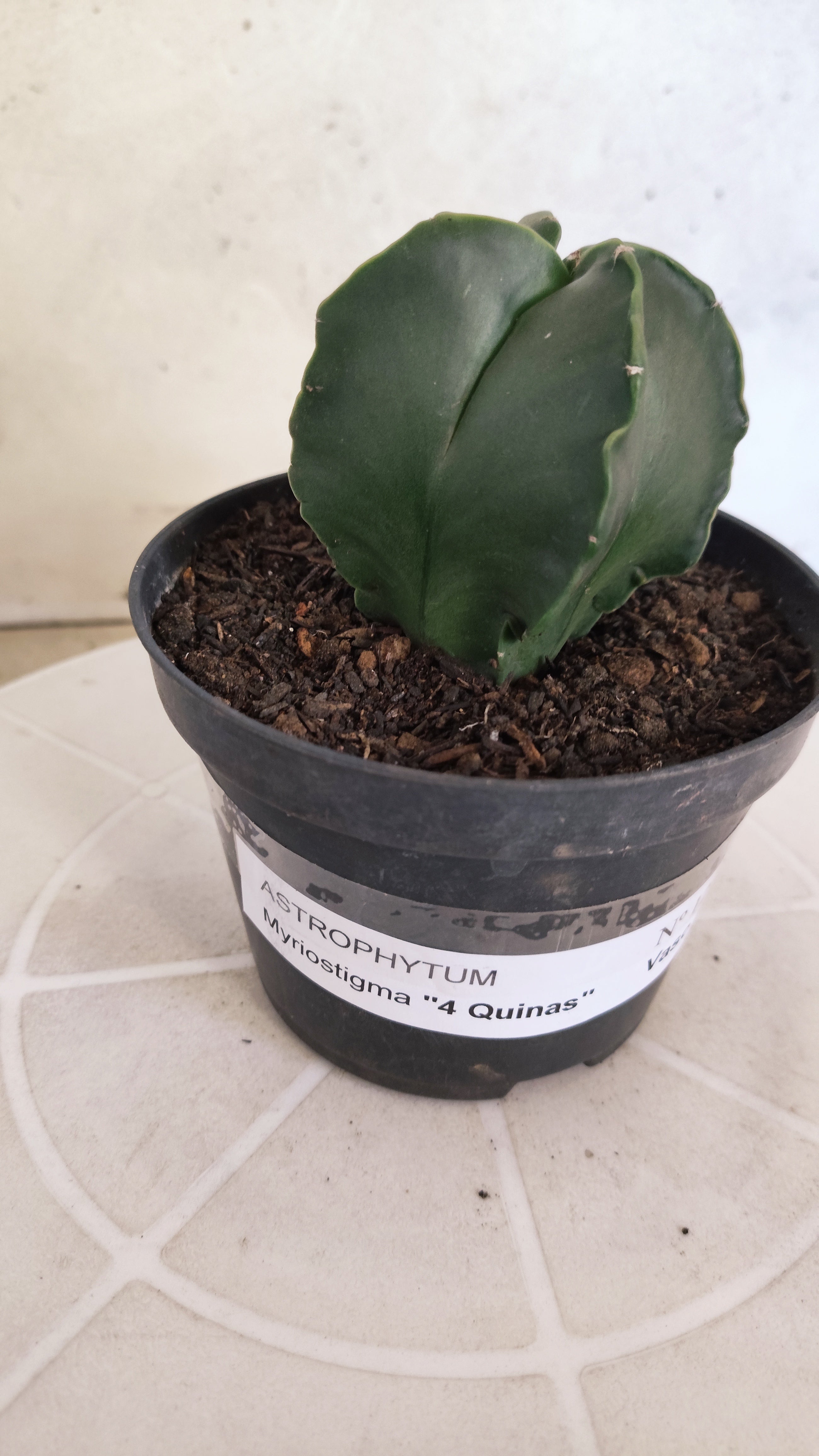 ASTROPHYTUM Myriostigma "4 Quinas" Nº 1256 – vaso 11