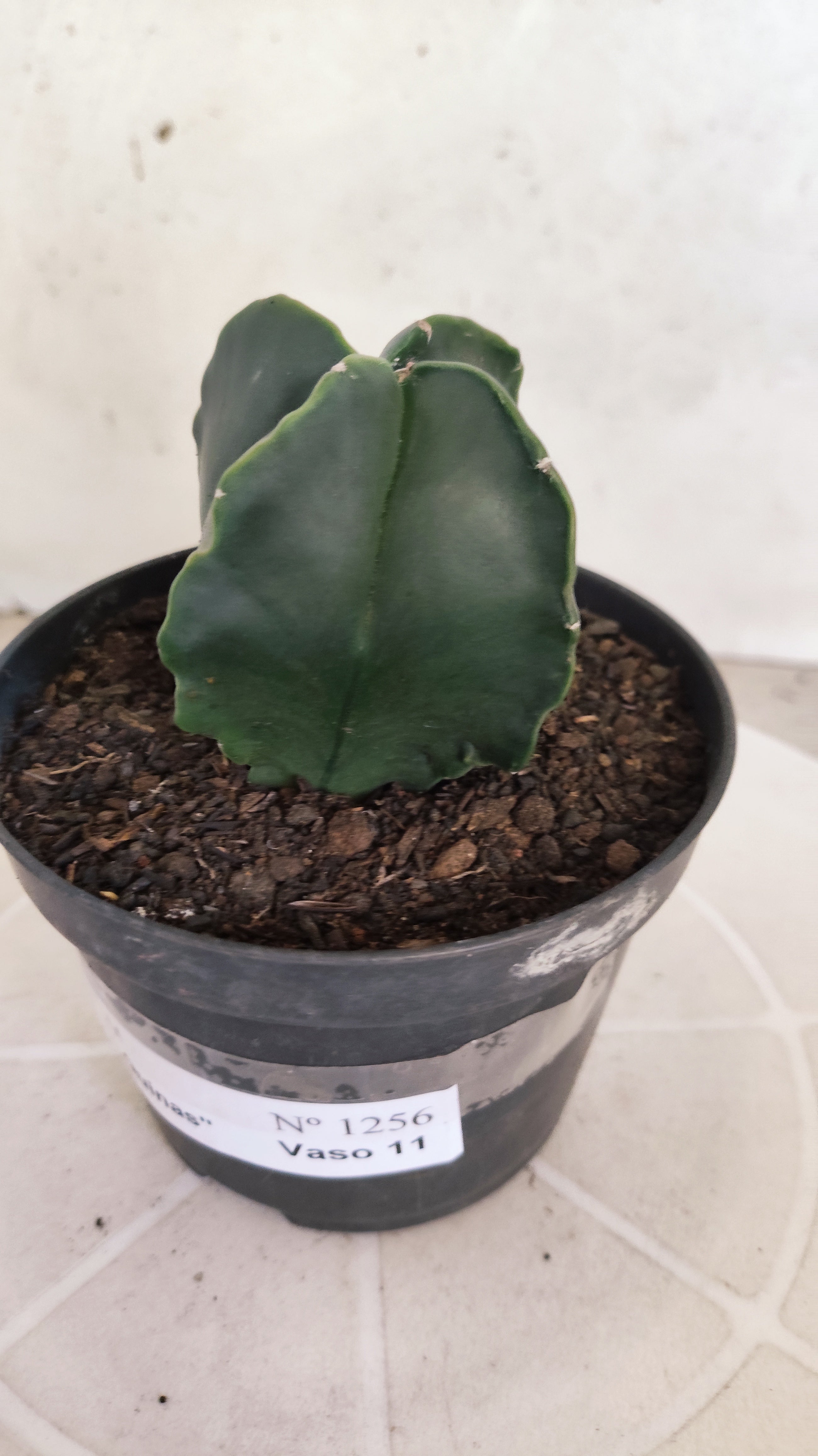 ASTROPHYTUM Myriostigma "4 Quinas" Nº 1256 – vaso 11