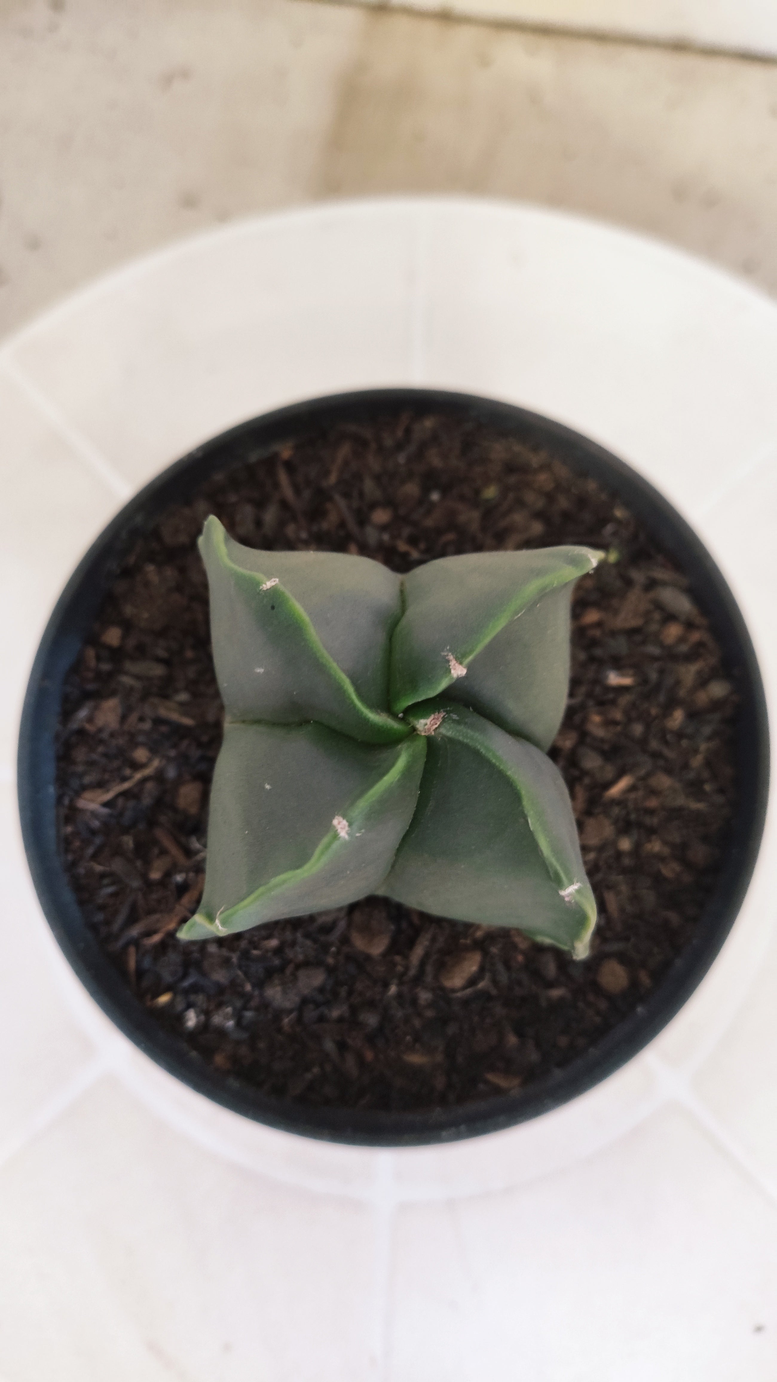 ASTROPHYTUM Myriostigma "4 Quinas" Nº 1256 – vaso 11