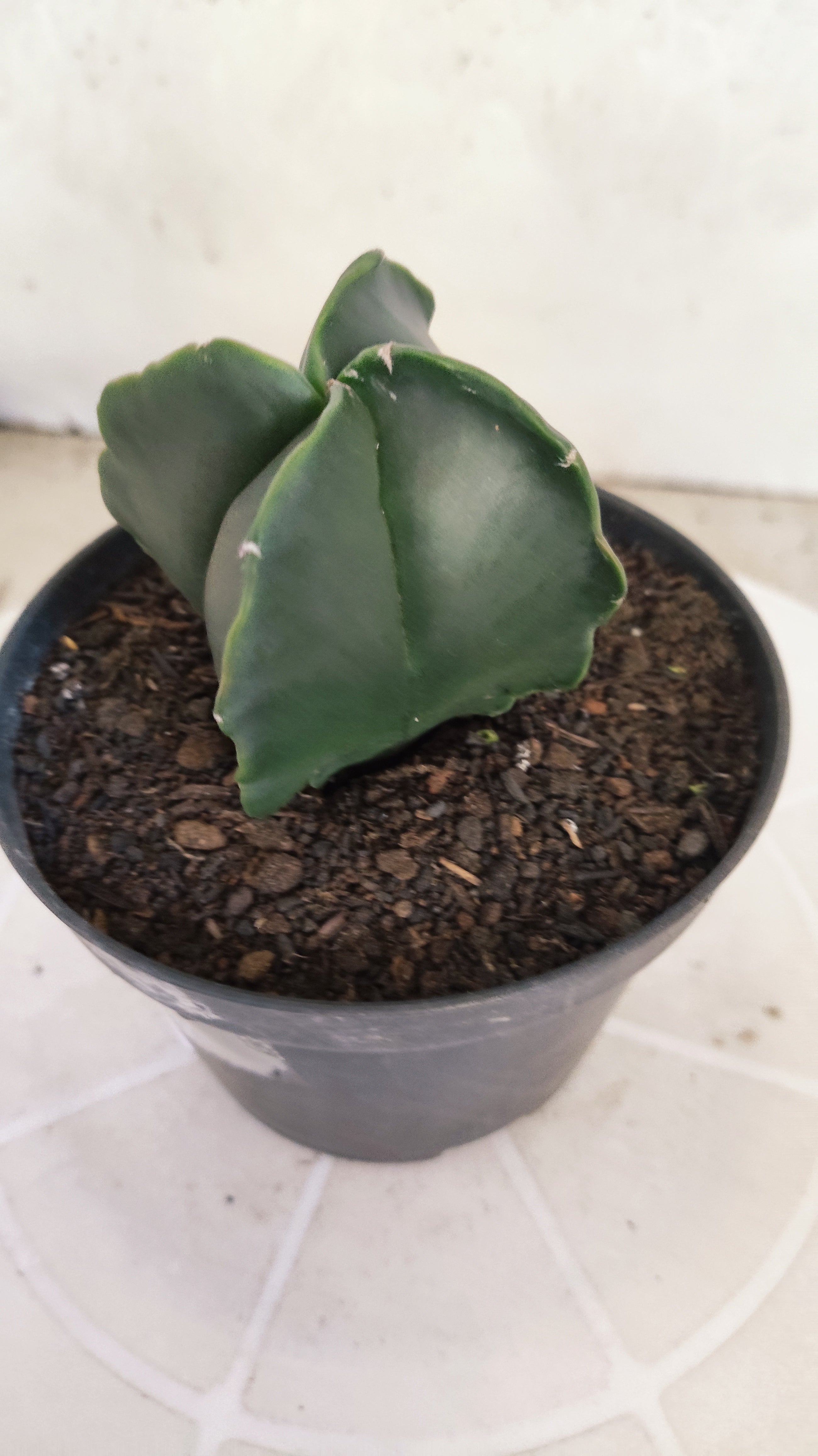 ASTROPHYTUM Myriostigma "4 Quinas" Nº 1256 – vaso 11