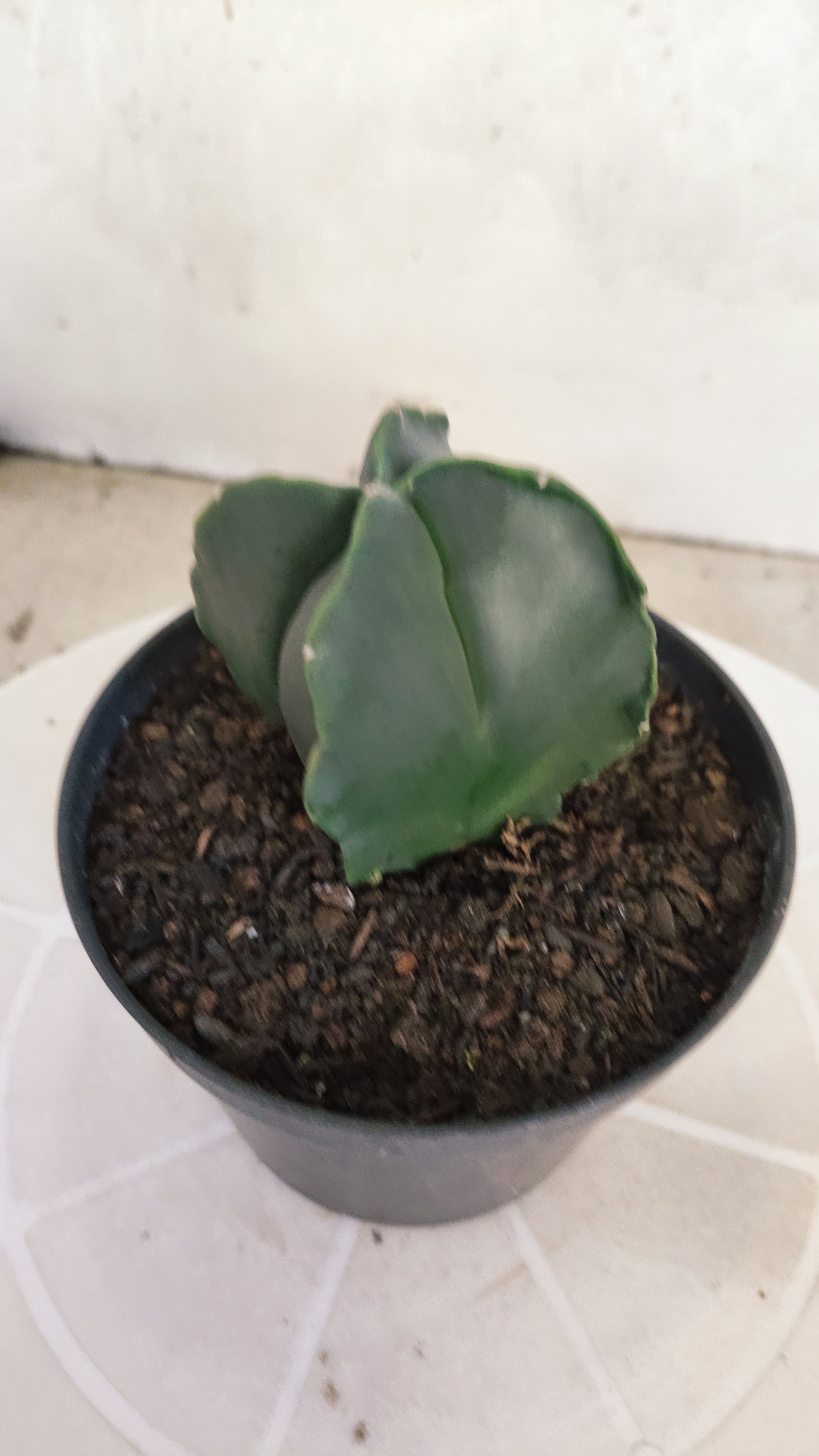 ASTROPHYTUM Myriostigma "4 Quinas" Nº 1256 – vaso 11