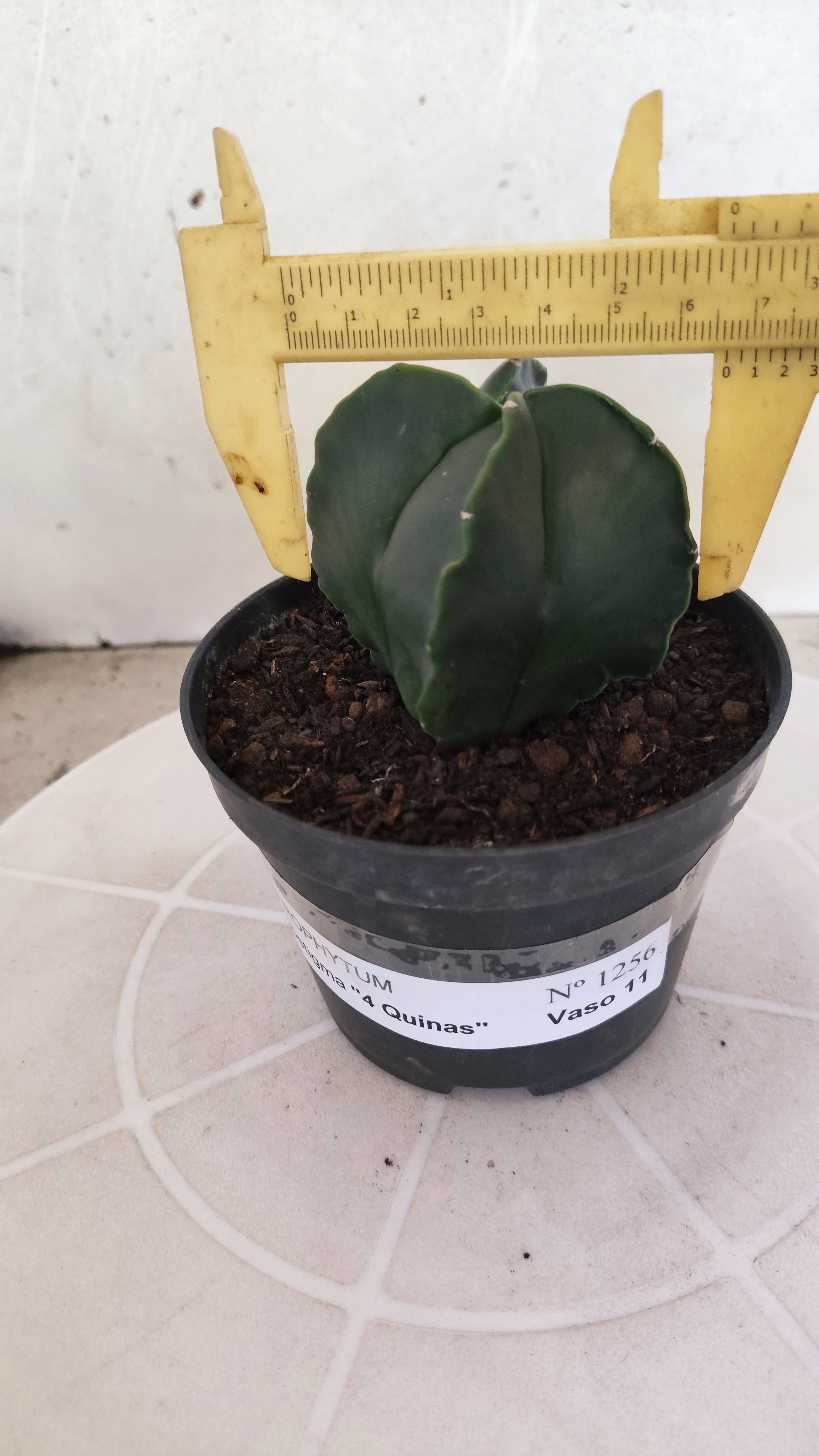 ASTROPHYTUM Myriostigma "4 Quinas" Nº 1256 – vaso 11