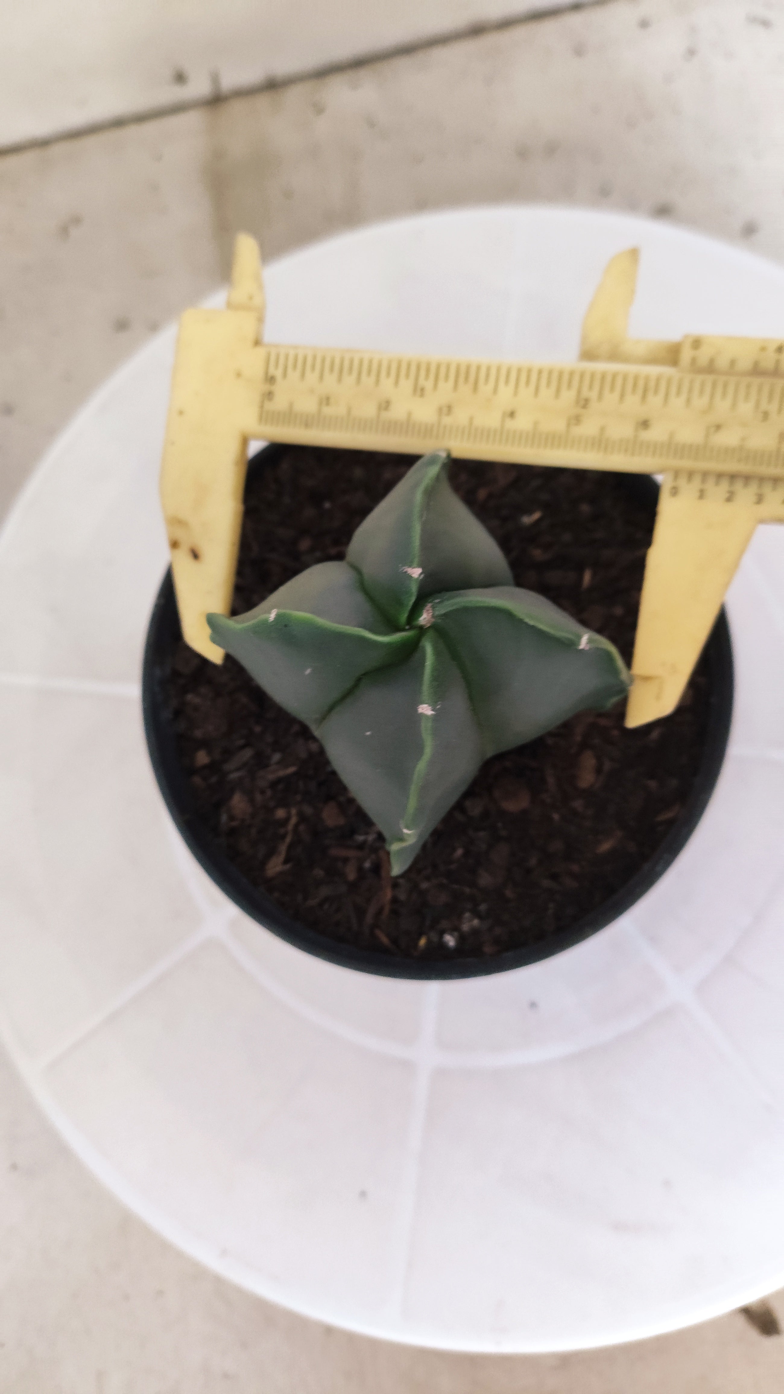 ASTROPHYTUM Myriostigma "4 Quinas" Nº 1256 – vaso 11