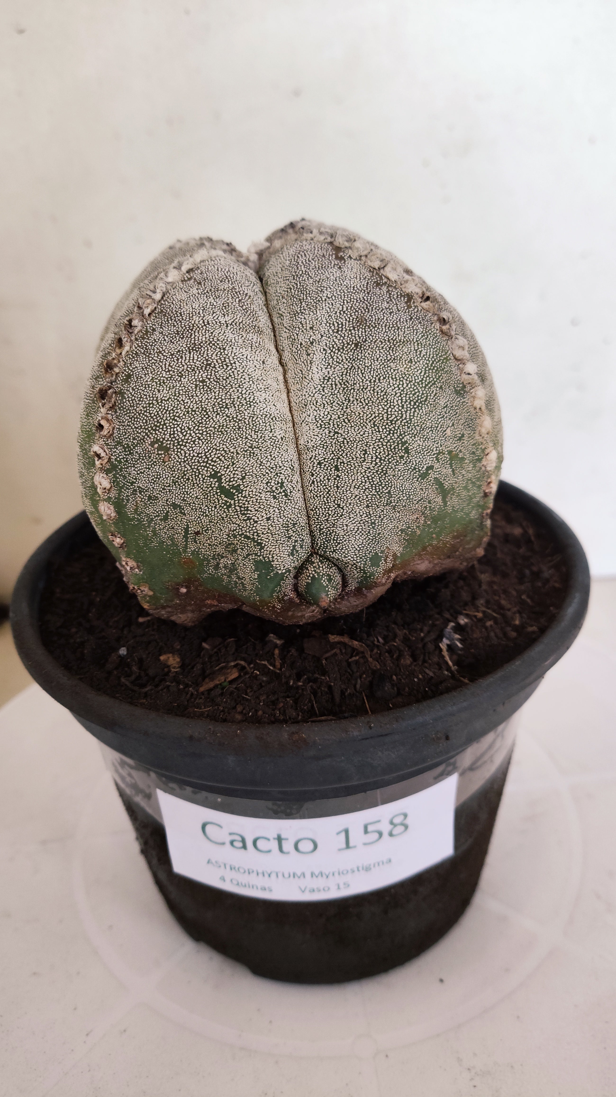 ASTROPHYTUM MYRIOSTIGMA "4 Quinas"  Nº 158 – vaso 15