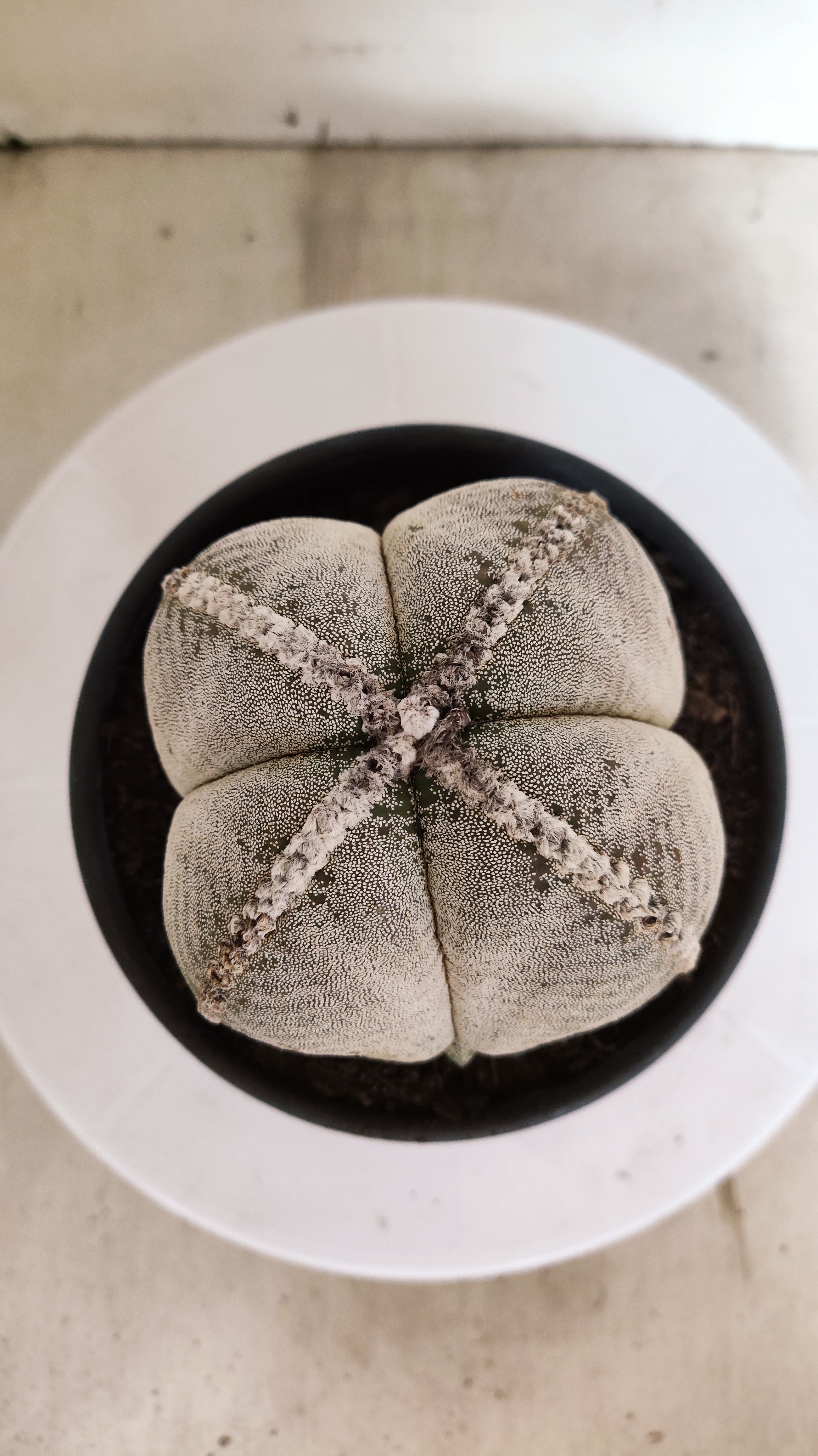 ASTROPHYTUM MYRIOSTIGMA "4 Quinas"  Nº 158 – vaso 15