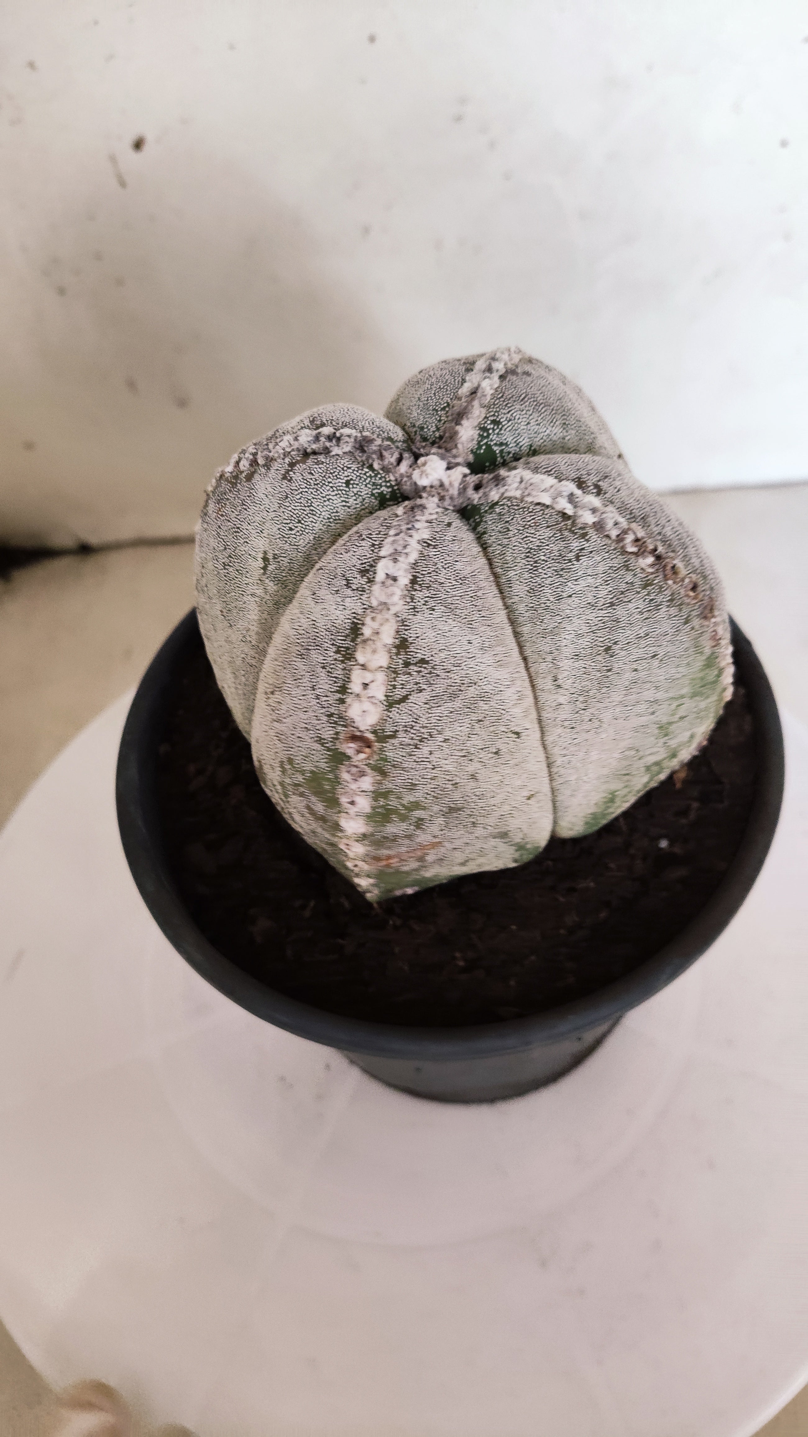 ASTROPHYTUM MYRIOSTIGMA "4 Quinas"  Nº 158 – vaso 15