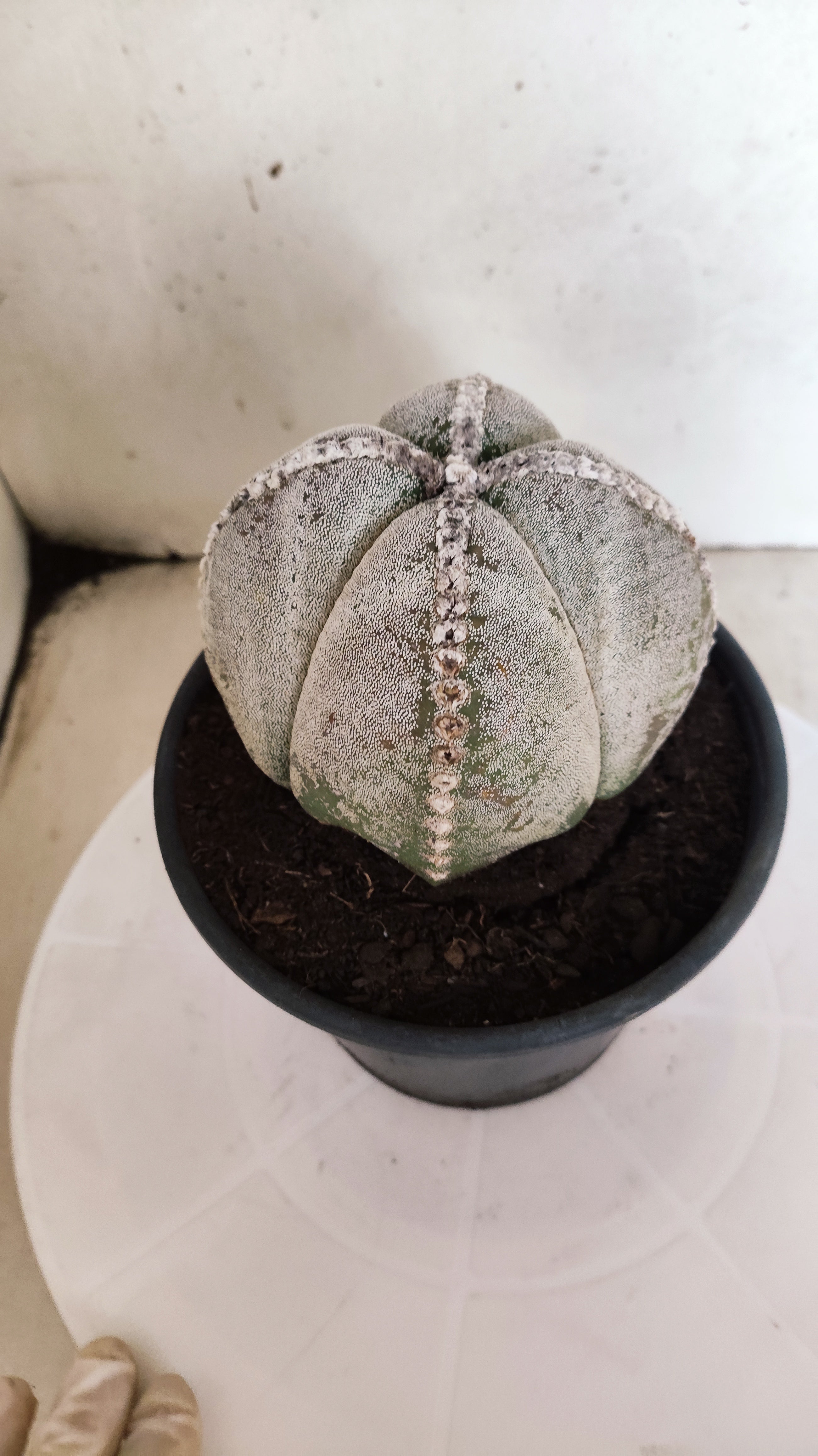 ASTROPHYTUM MYRIOSTIGMA "4 Quinas"  Nº 158 – vaso 15