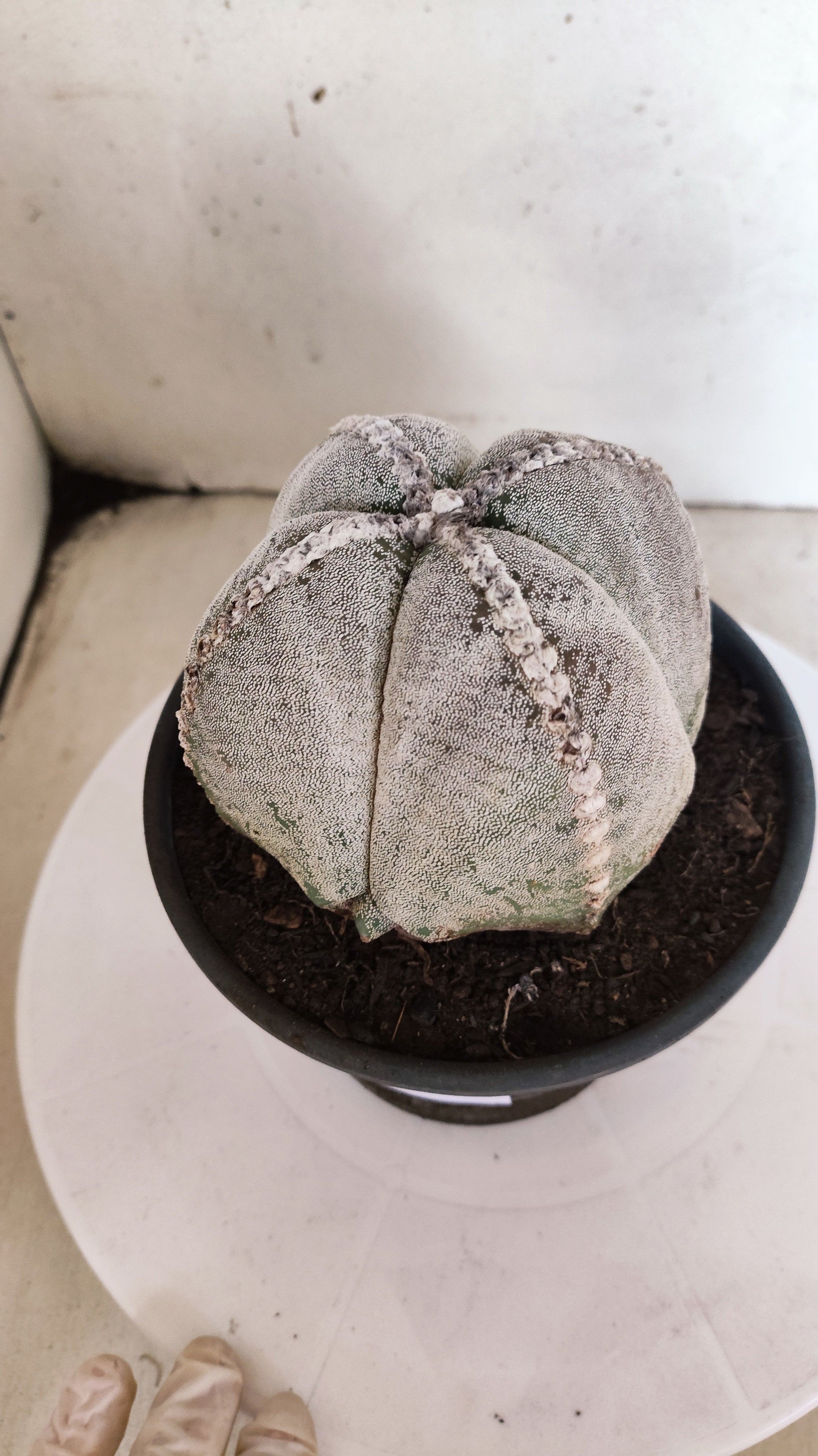 ASTROPHYTUM MYRIOSTIGMA "4 Quinas"  Nº 158 – vaso 15