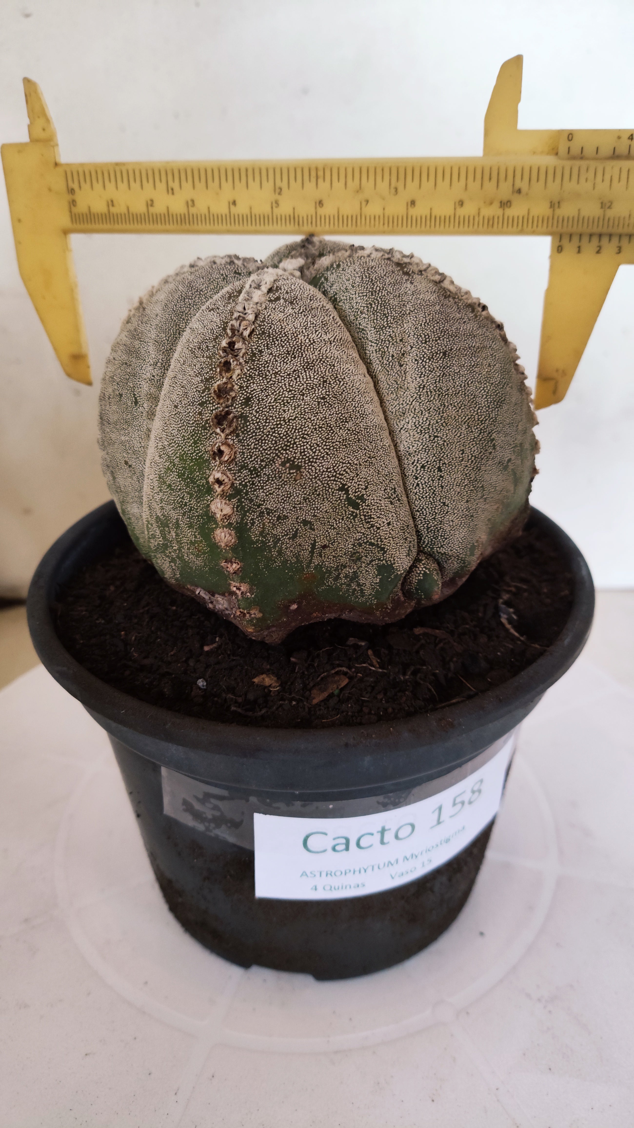 ASTROPHYTUM MYRIOSTIGMA "4 Quinas"  Nº 158 – vaso 15