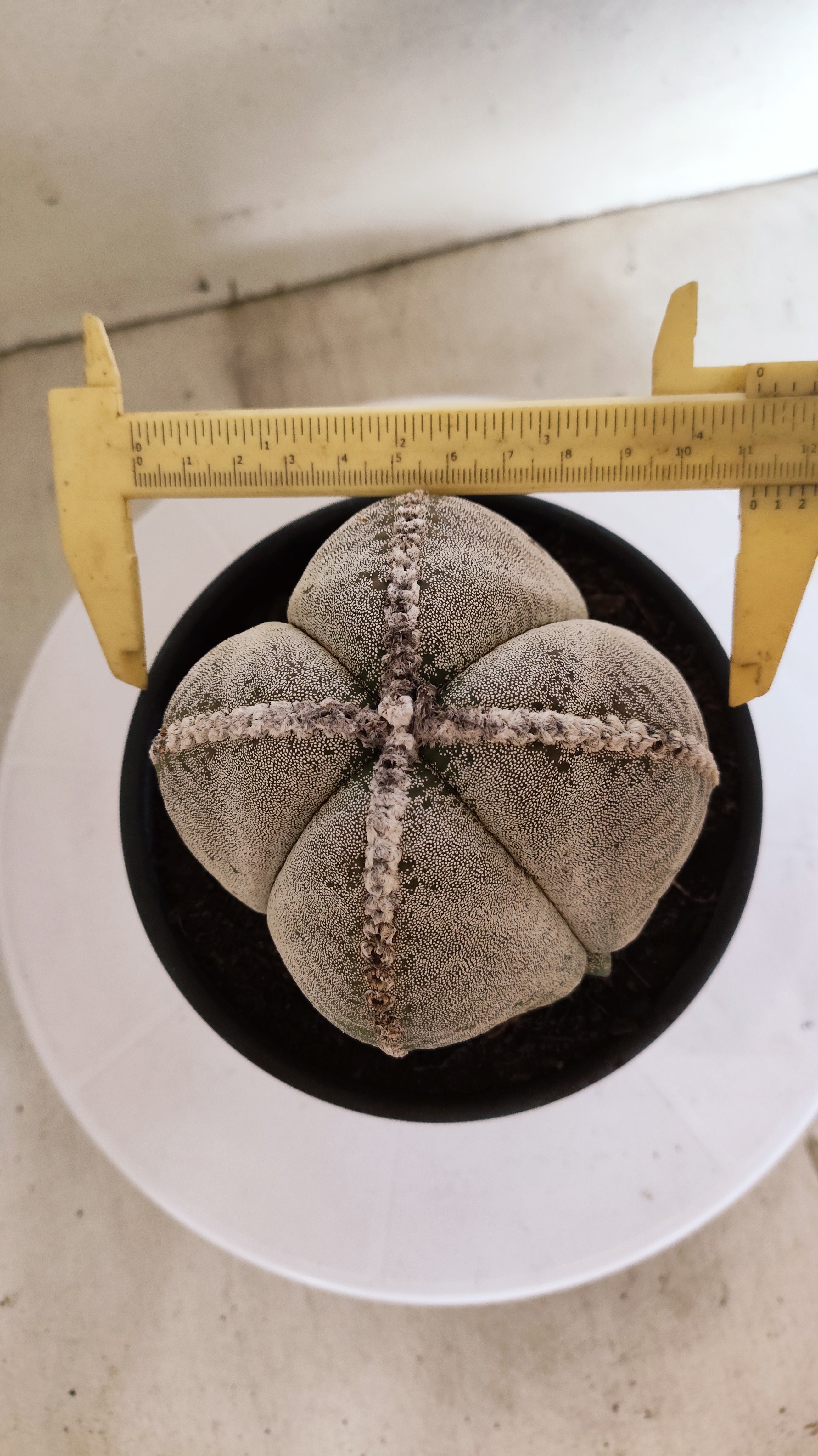 ASTROPHYTUM MYRIOSTIGMA "4 Quinas"  Nº 158 – vaso 15