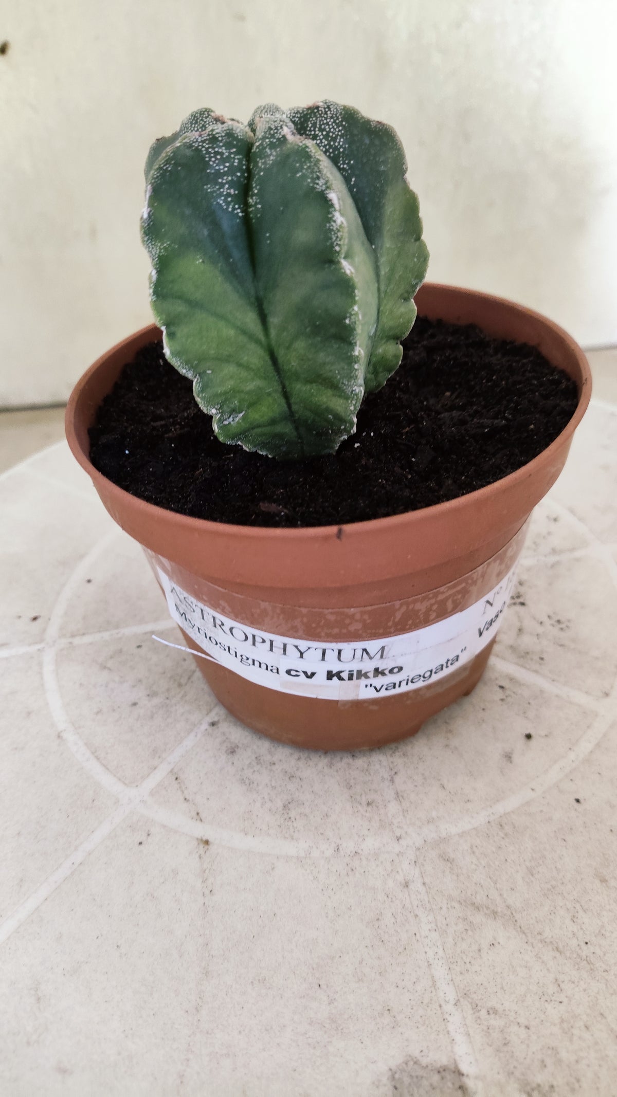 ASTROPHYTUM cv KIKKO "Variegata"  Nº 1854 – vaso 11