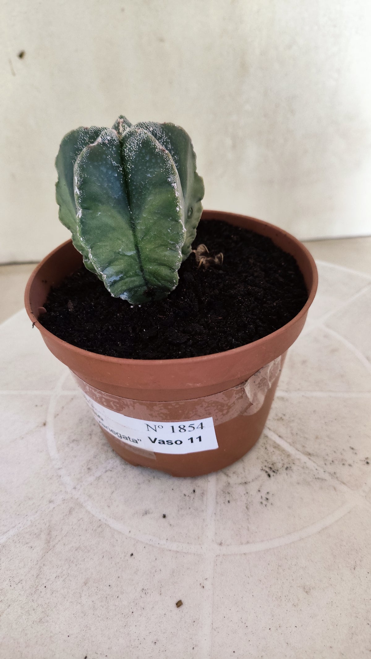 ASTROPHYTUM cv KIKKO "Variegata"  Nº 1854 – vaso 11