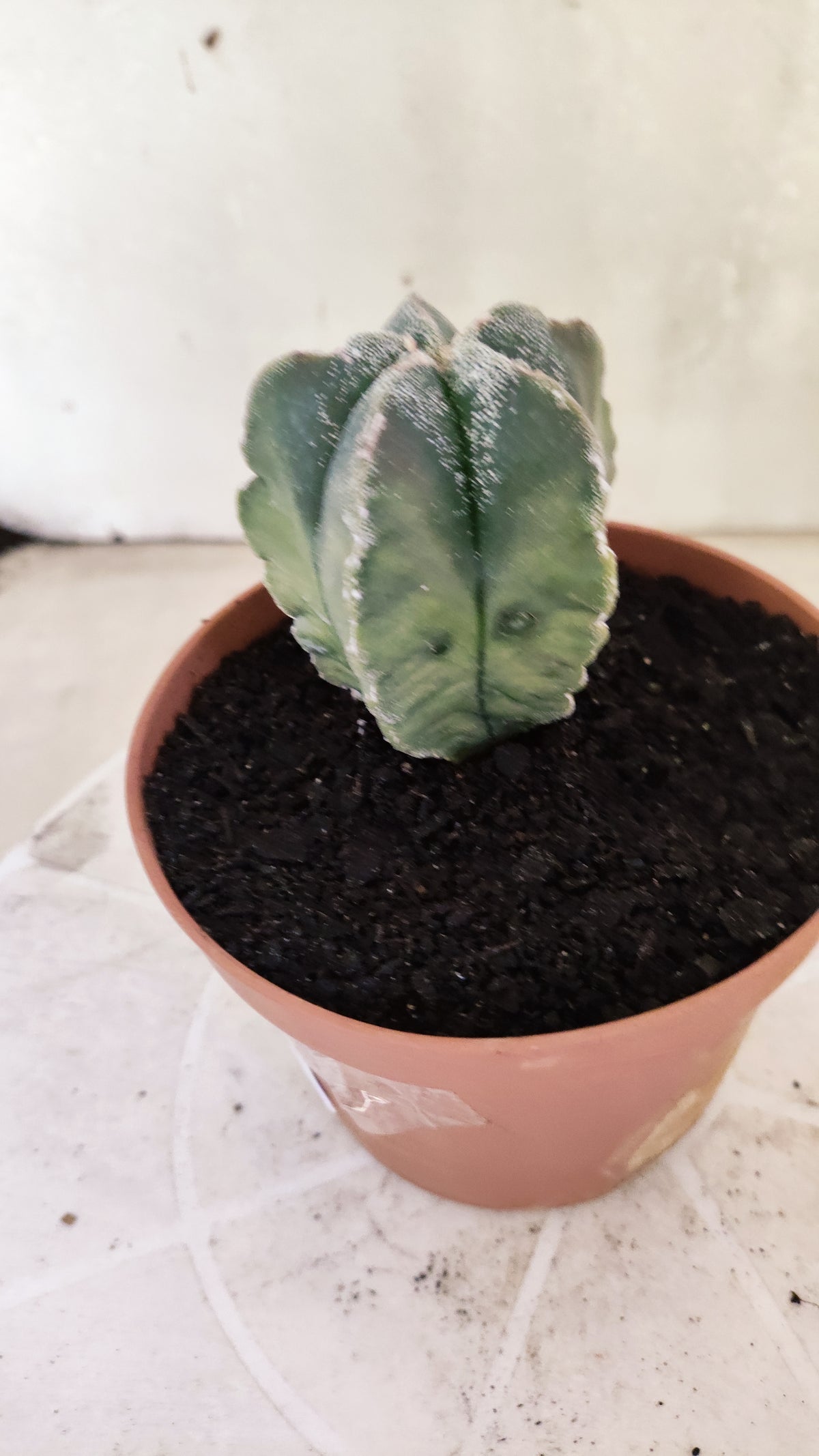 ASTROPHYTUM cv KIKKO "Variegata"  Nº 1854 – vaso 11
