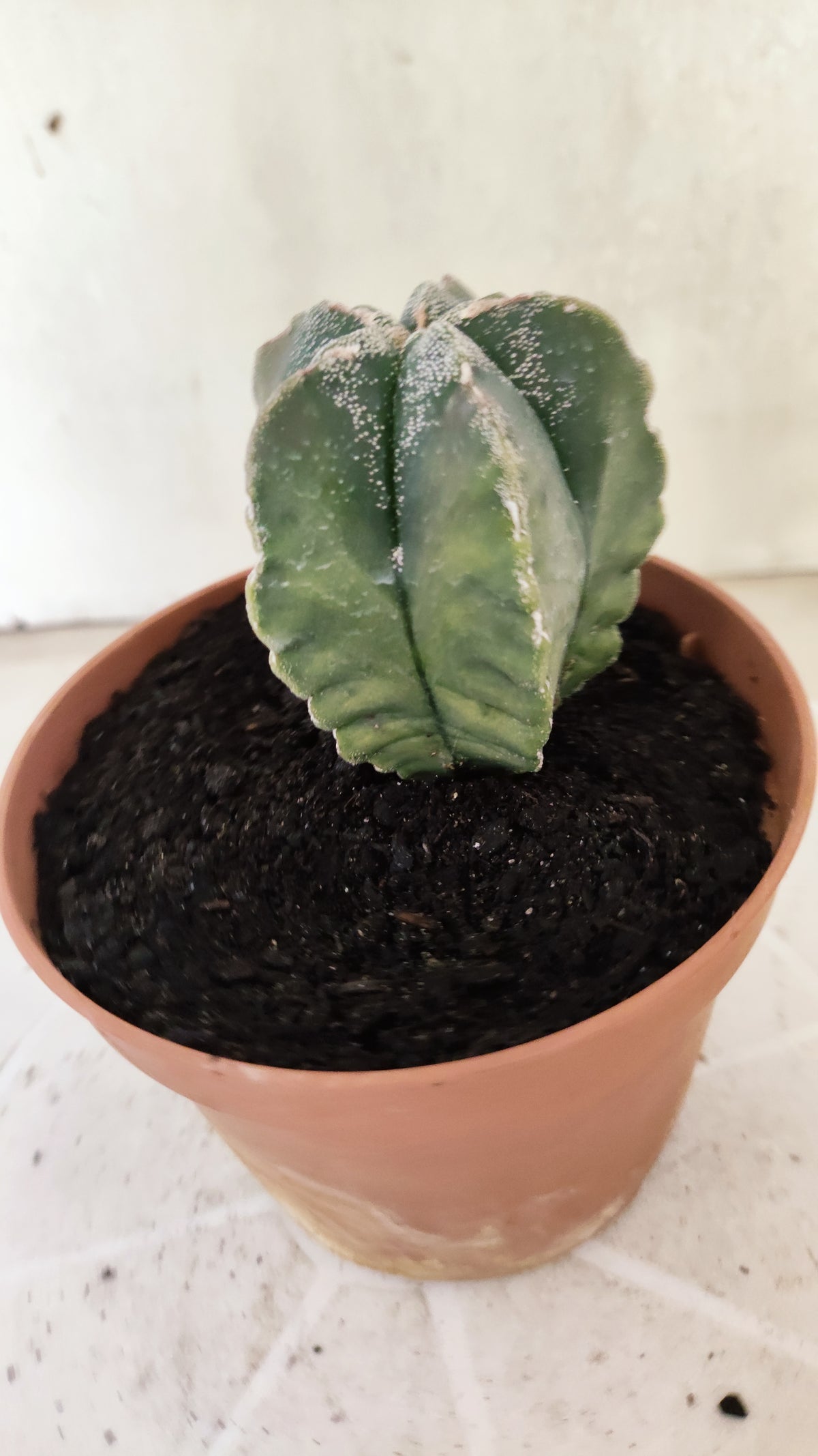 ASTROPHYTUM cv KIKKO "Variegata"  Nº 1854 – vaso 11