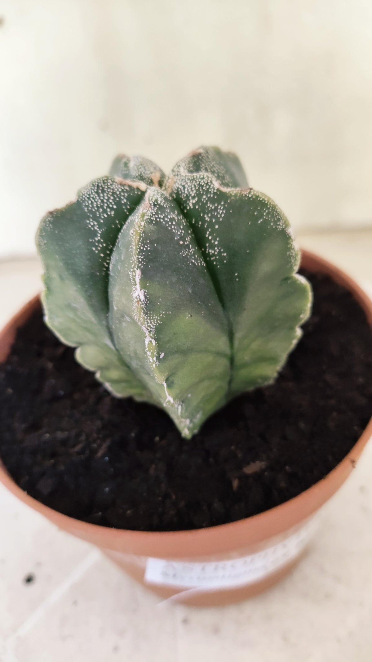 ASTROPHYTUM cv KIKKO "Variegata"  Nº 1854 – vaso 11