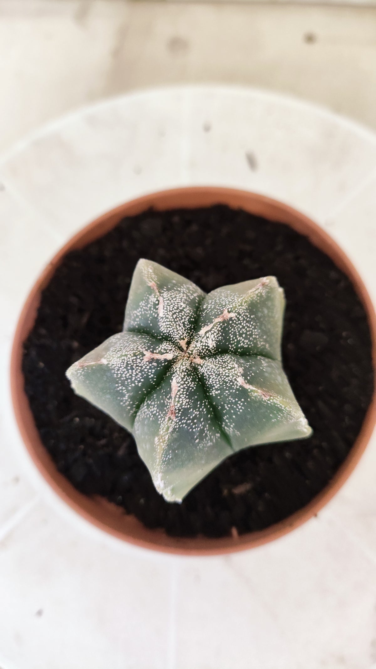 ASTROPHYTUM cv KIKKO "Variegata"  Nº 1854 – vaso 11