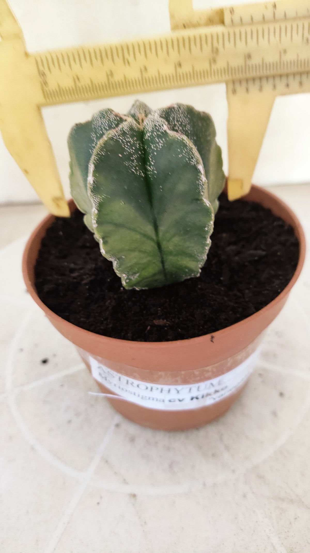 ASTROPHYTUM cv KIKKO "Variegata"  Nº 1854 – vaso 11