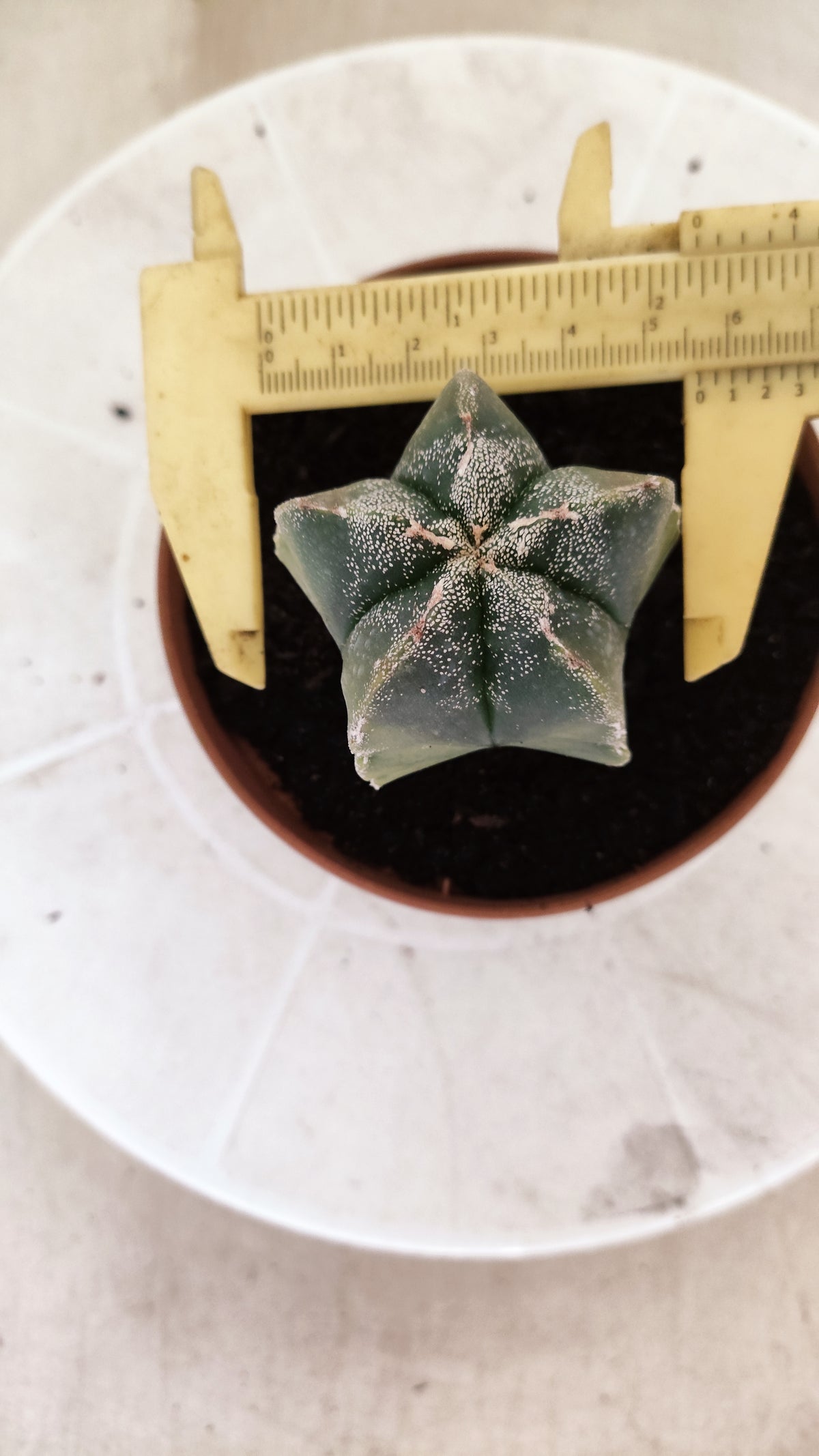ASTROPHYTUM cv KIKKO "Variegata"  Nº 1854 – vaso 11