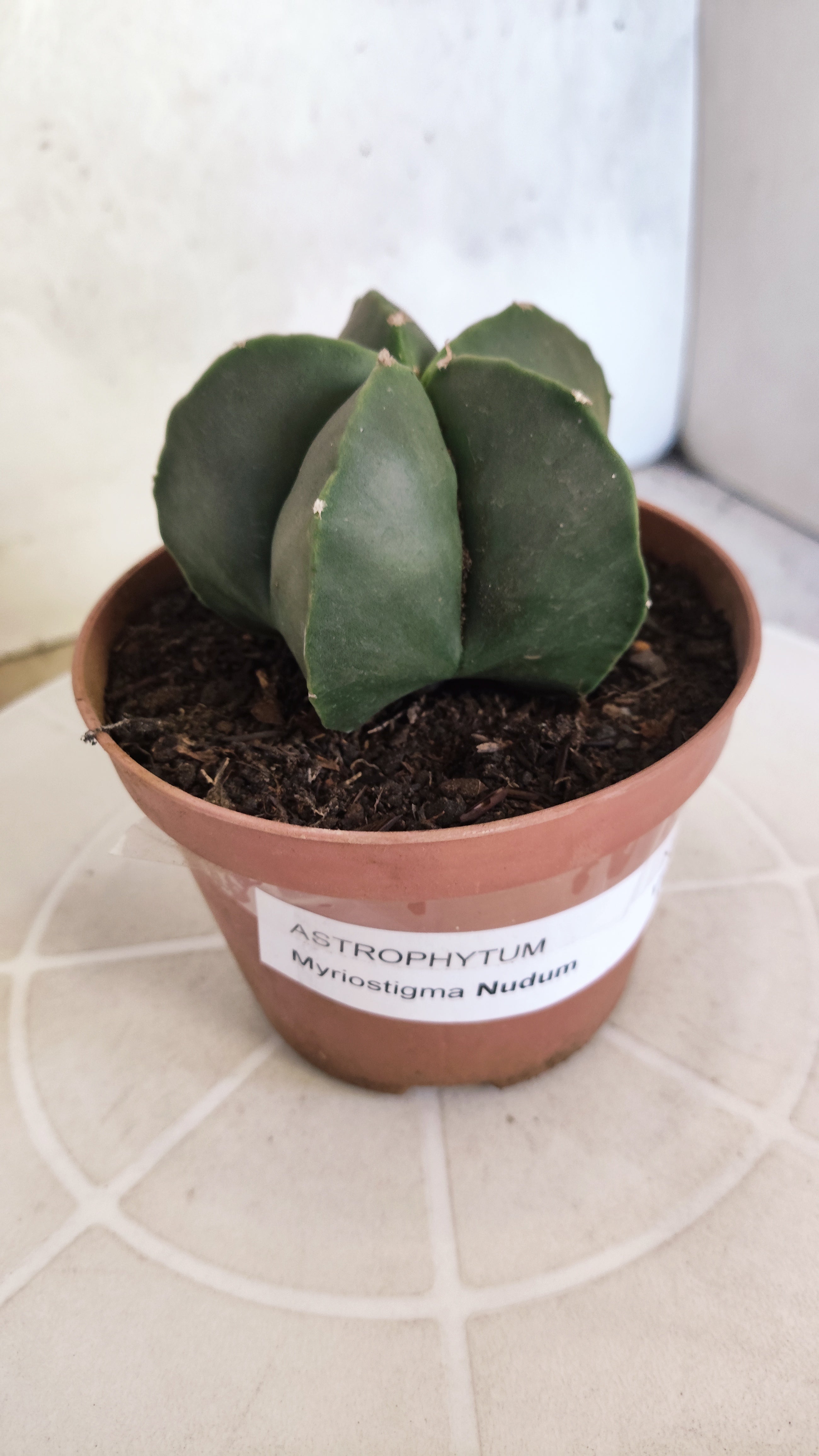 ASTROPHYTUM Myriostigma "Nudum" Nº 1254 – vaso 11
