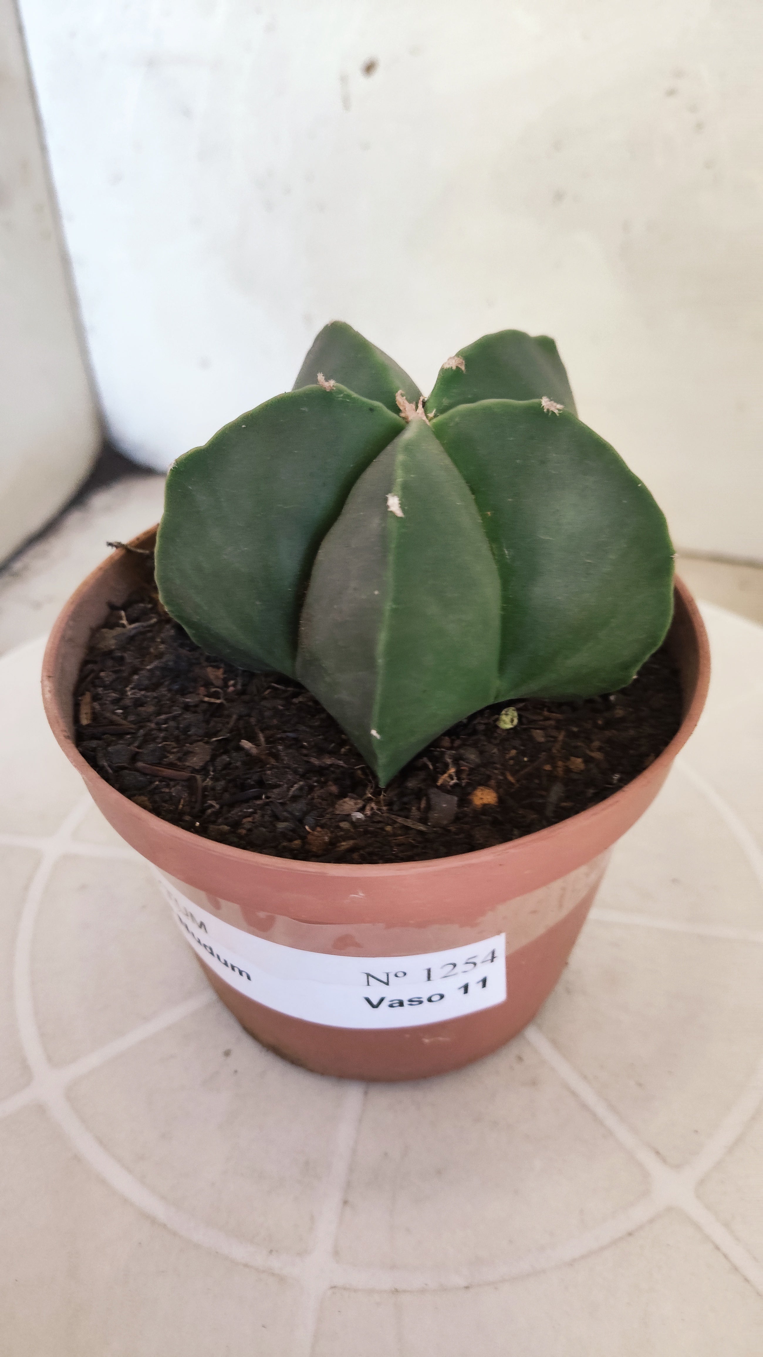 ASTROPHYTUM Myriostigma "Nudum" Nº 1254 – vaso 11