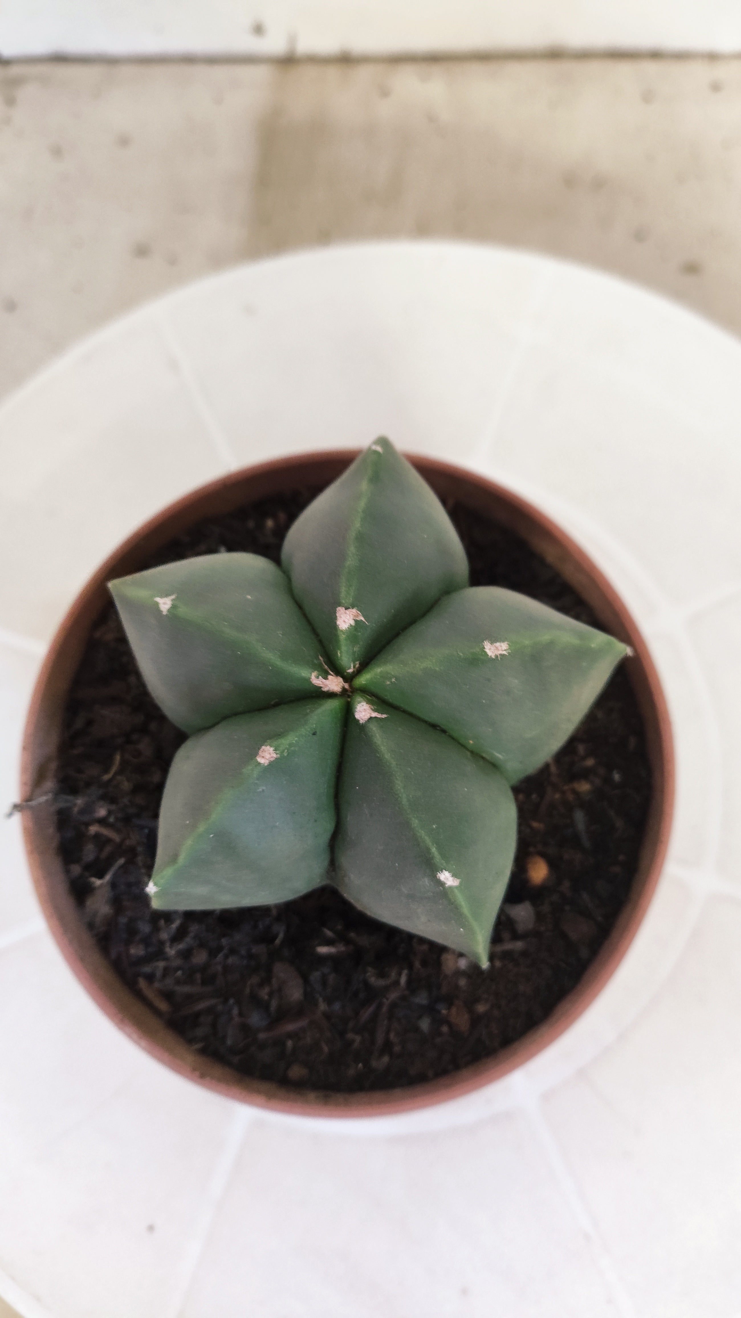 ASTROPHYTUM Myriostigma "Nudum" Nº 1254 – vaso 11