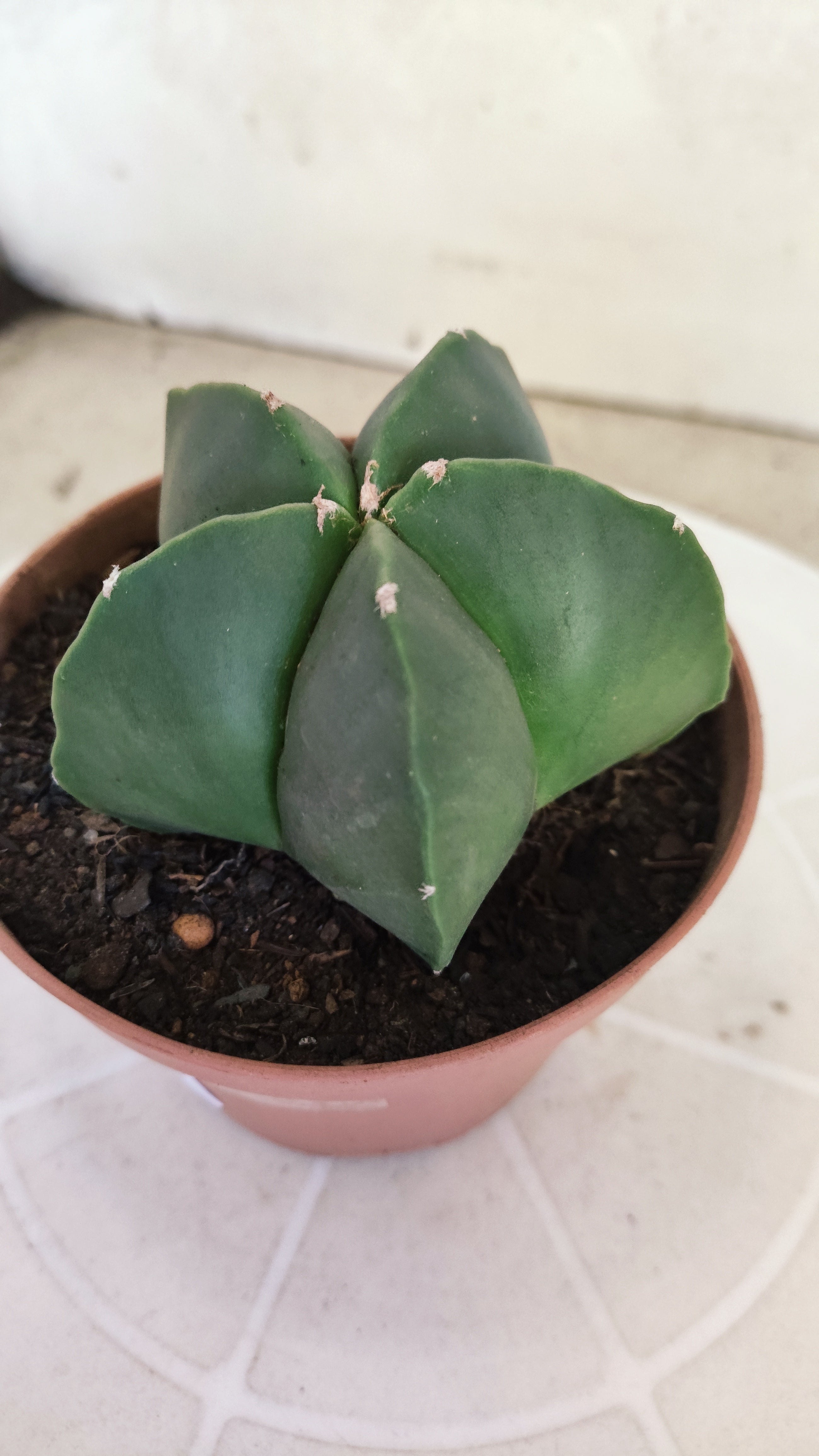 ASTROPHYTUM Myriostigma "Nudum" Nº 1254 – vaso 11