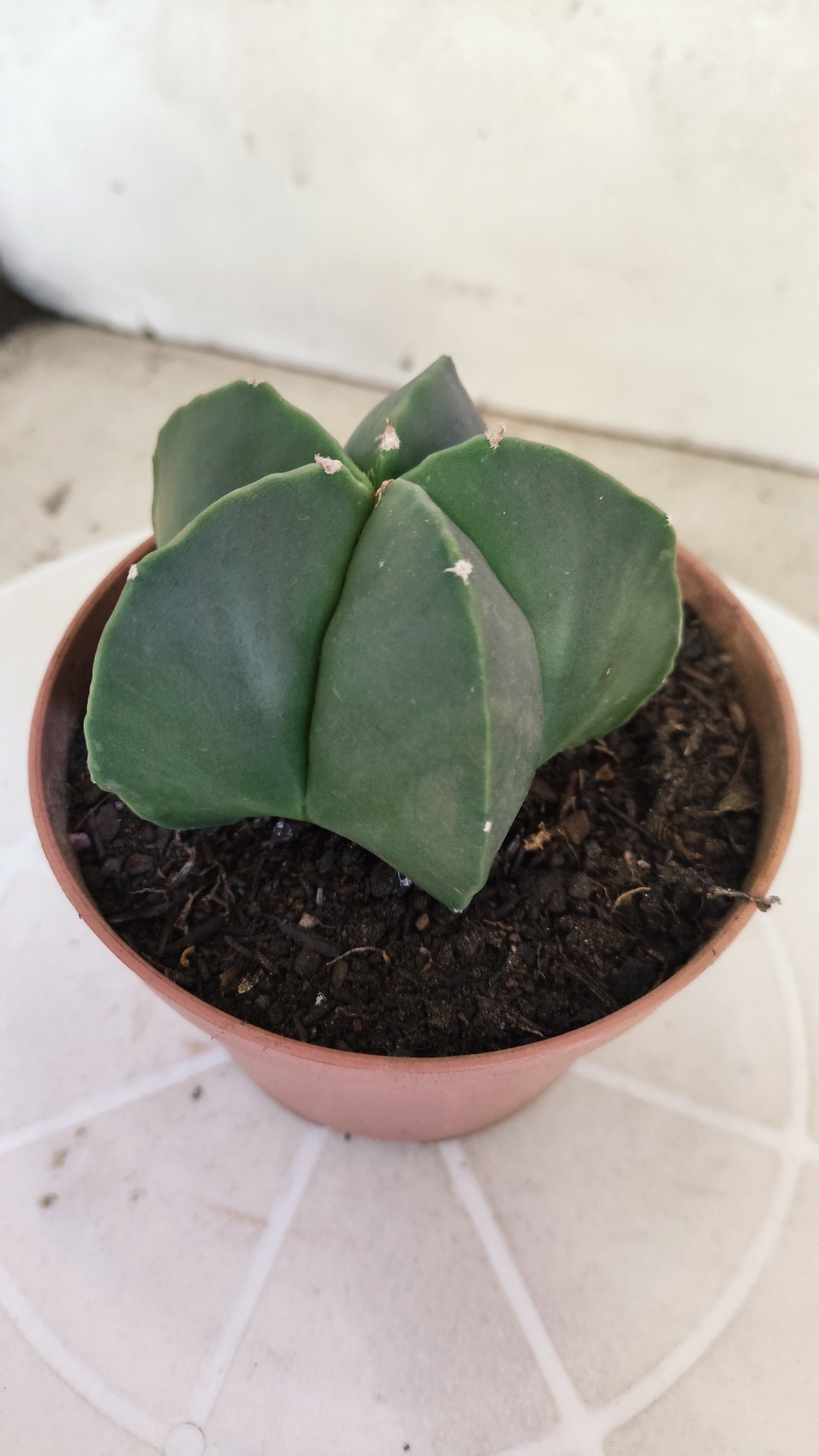ASTROPHYTUM Myriostigma "Nudum" Nº 1254 – vaso 11