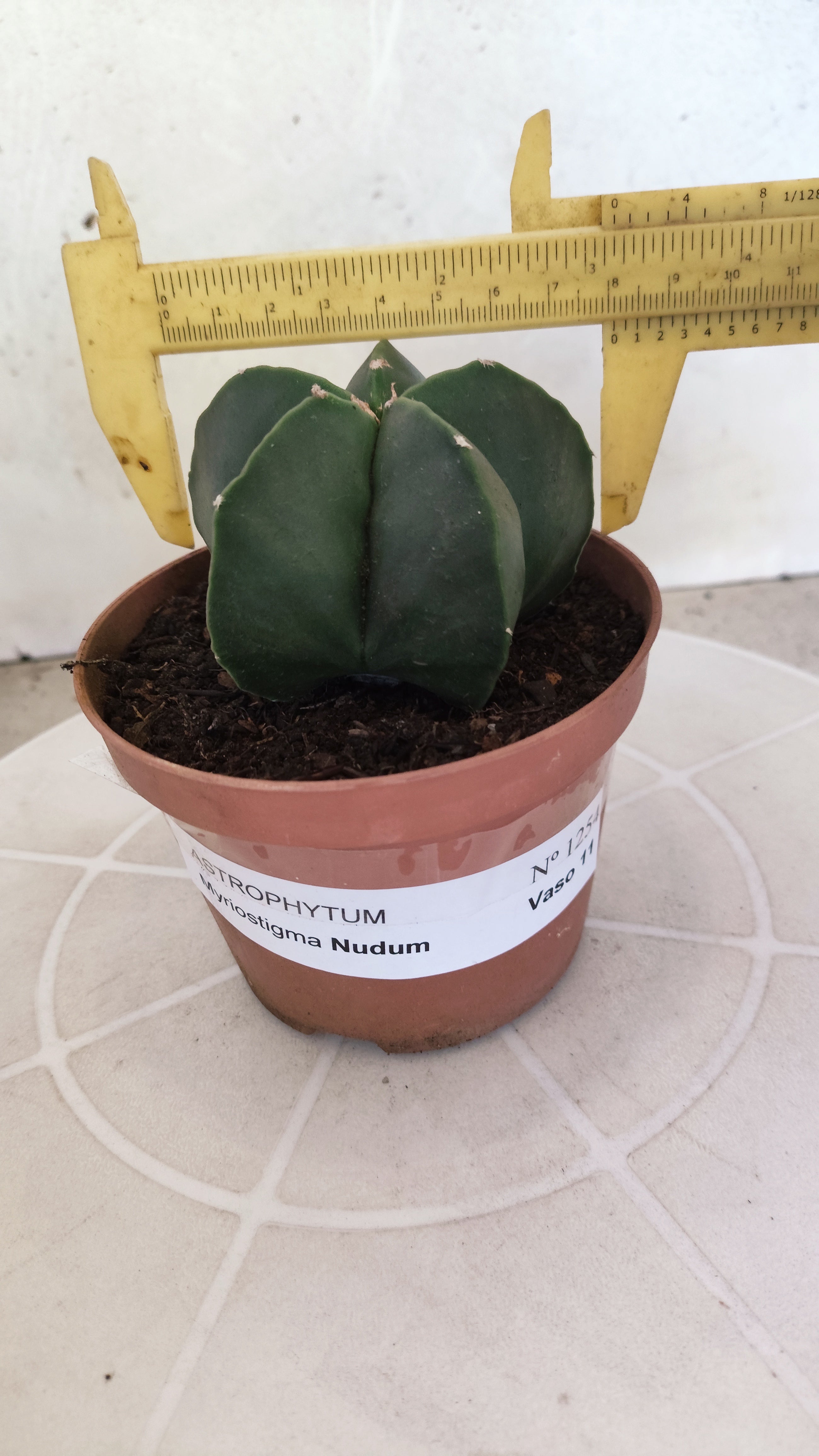 ASTROPHYTUM Myriostigma "Nudum" Nº 1254 – vaso 11