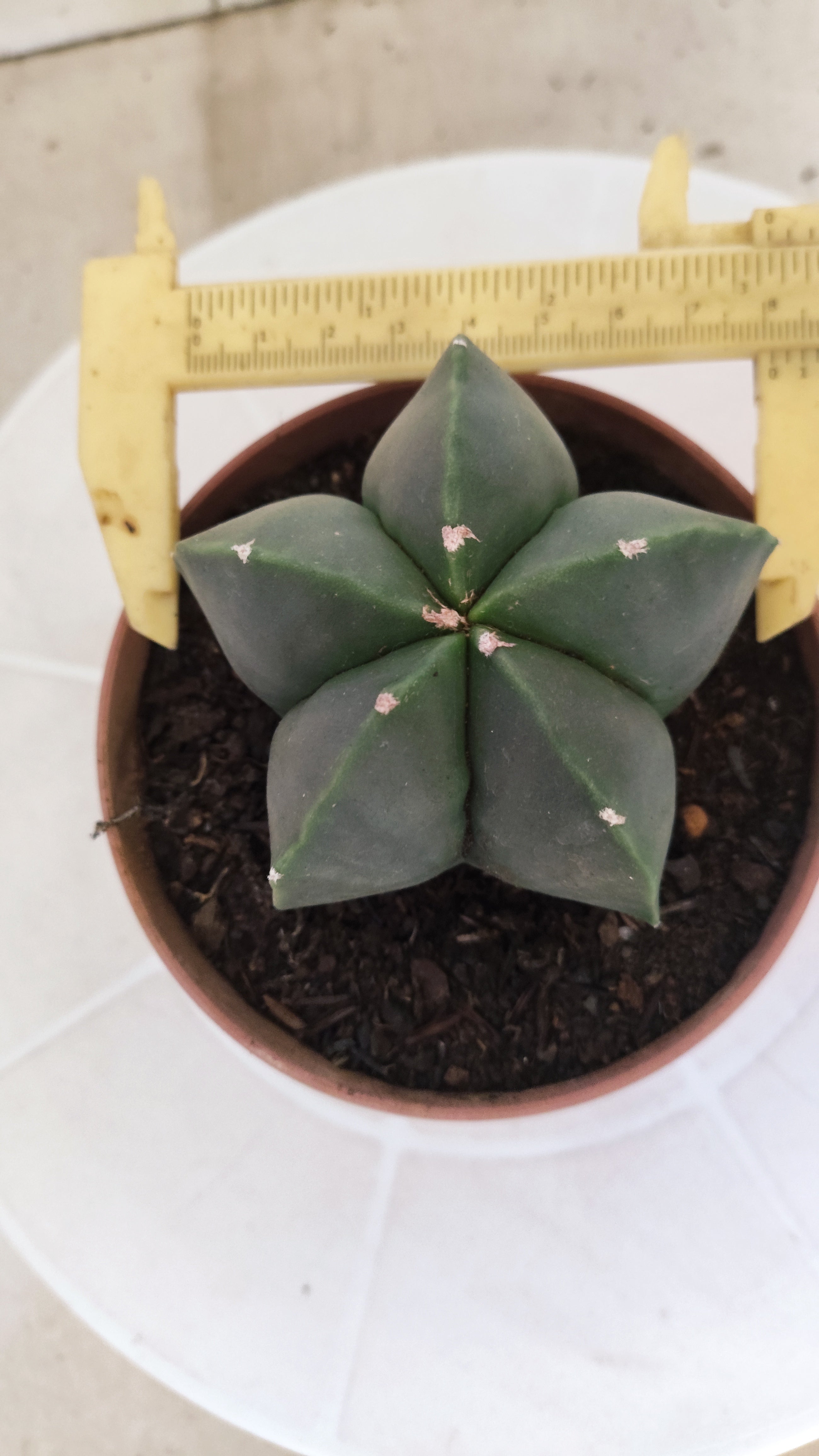 ASTROPHYTUM Myriostigma "Nudum" Nº 1254 – vaso 11